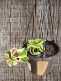 Hoya compacta outside variegation aka Indian Rope Variegata
