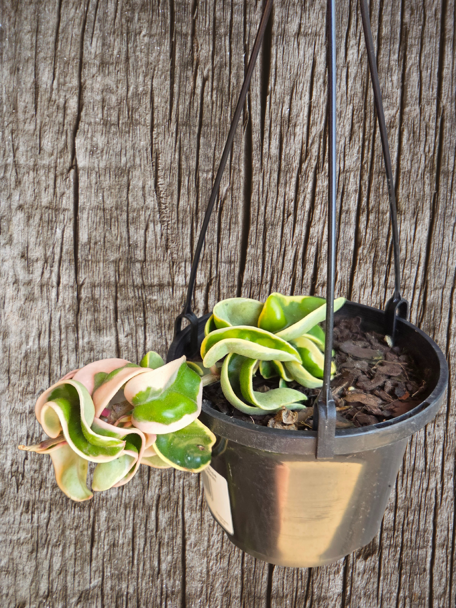 Hoya compacta outside variegation aka Indian Rope Variegata