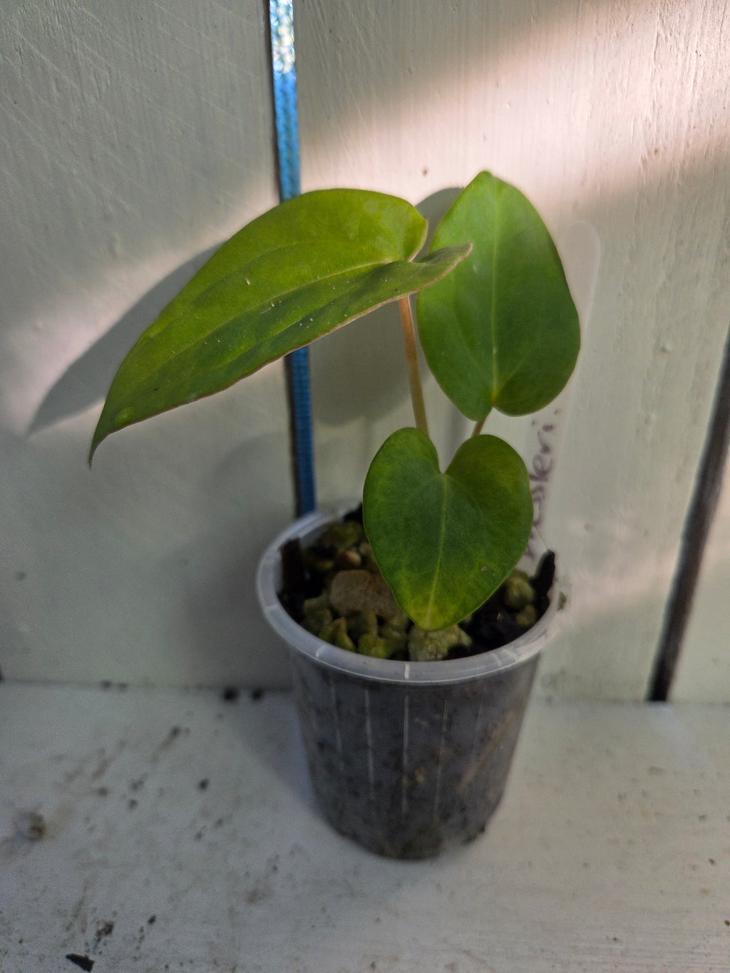 LAST ONE ~ Anthurium Dressleri pure- MP Lineage