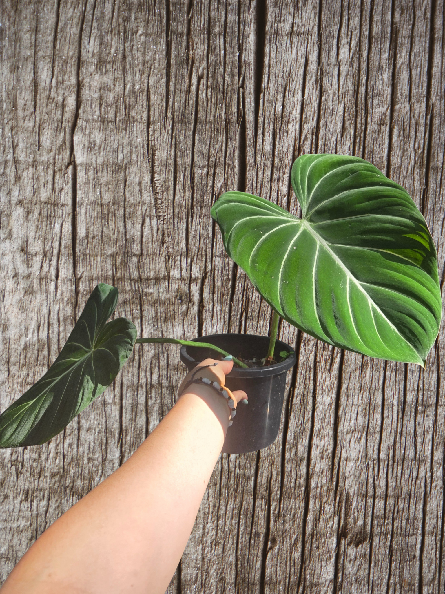 Philodendron Gloriosum "White Veins"