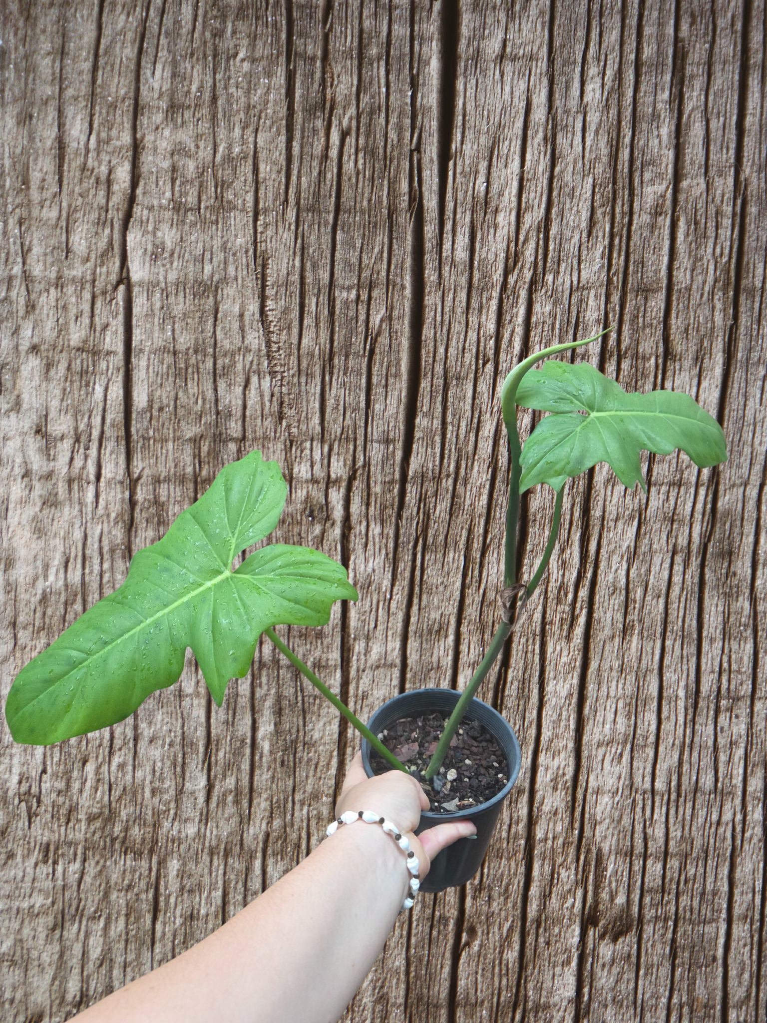 Philodendron Golden Dragon