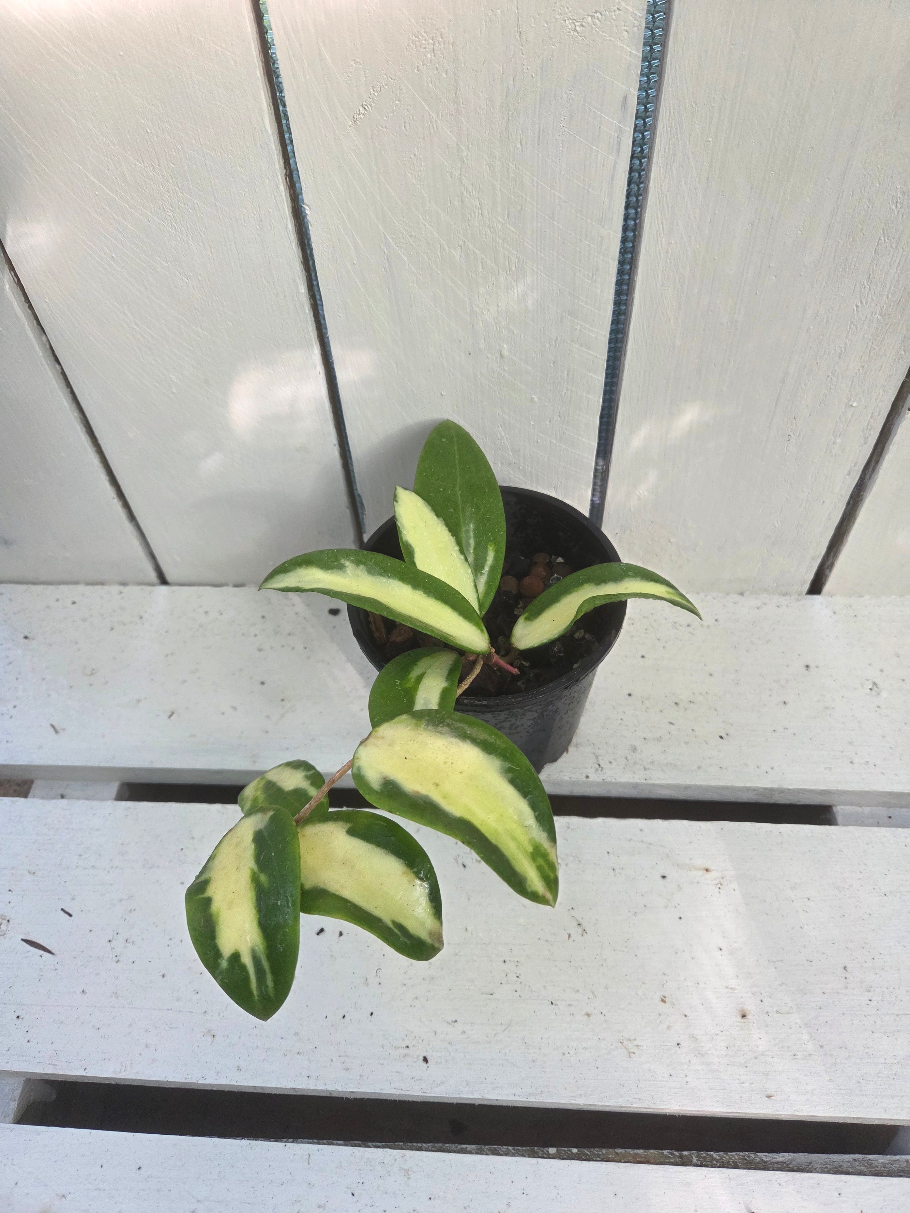 Hoya acuta variegata inner variegation