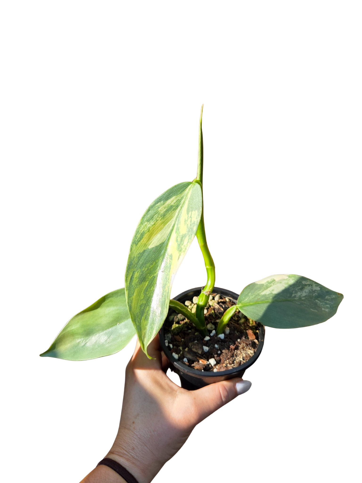 Variegated Philodendron Silver Sword