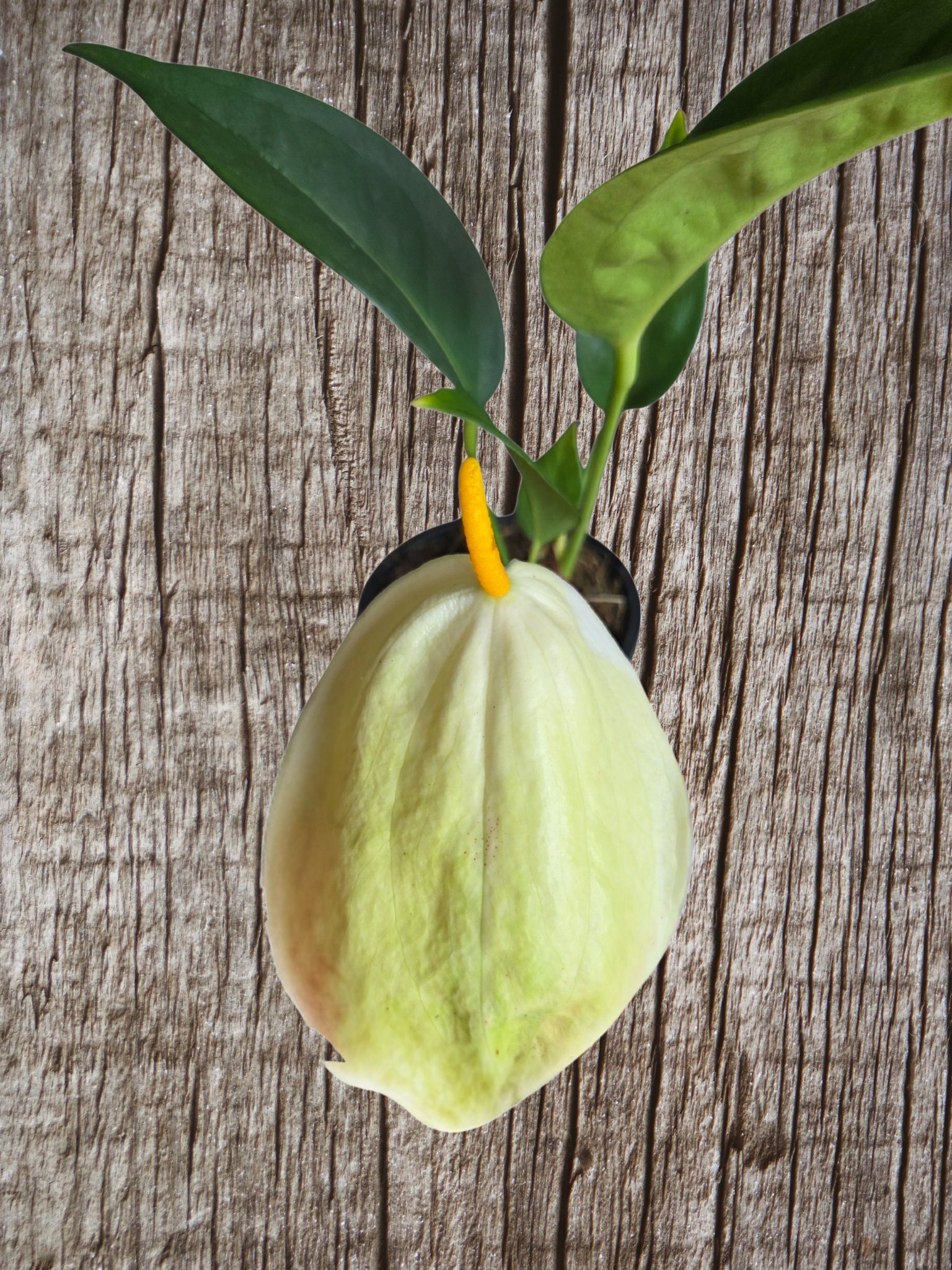 Anthurium scherzerianum pigtail plant yellow flower