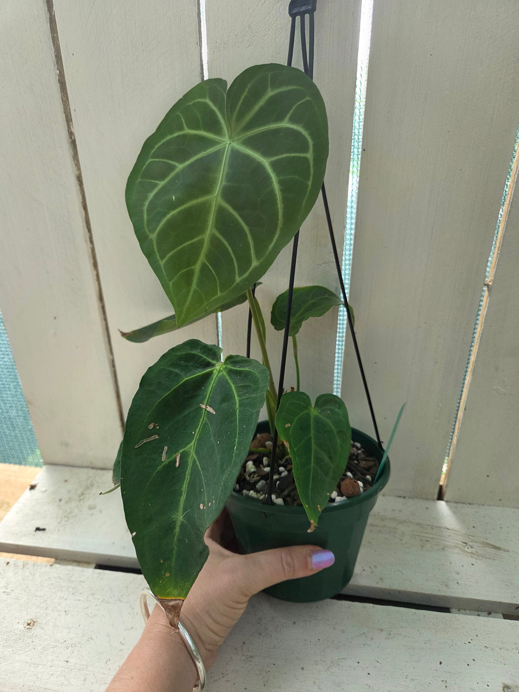 Anthurium Magnificum pure