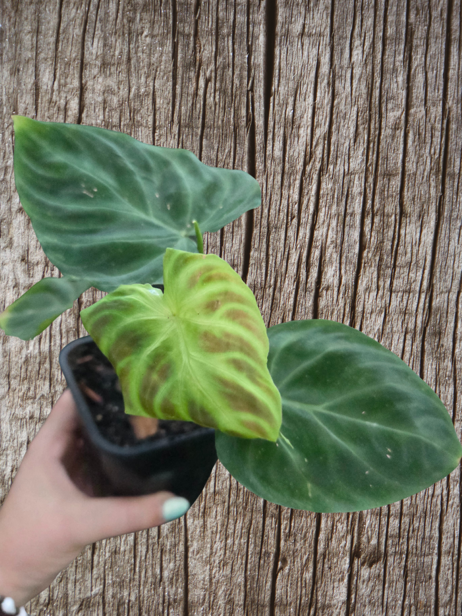 Philodendron Verracosum
