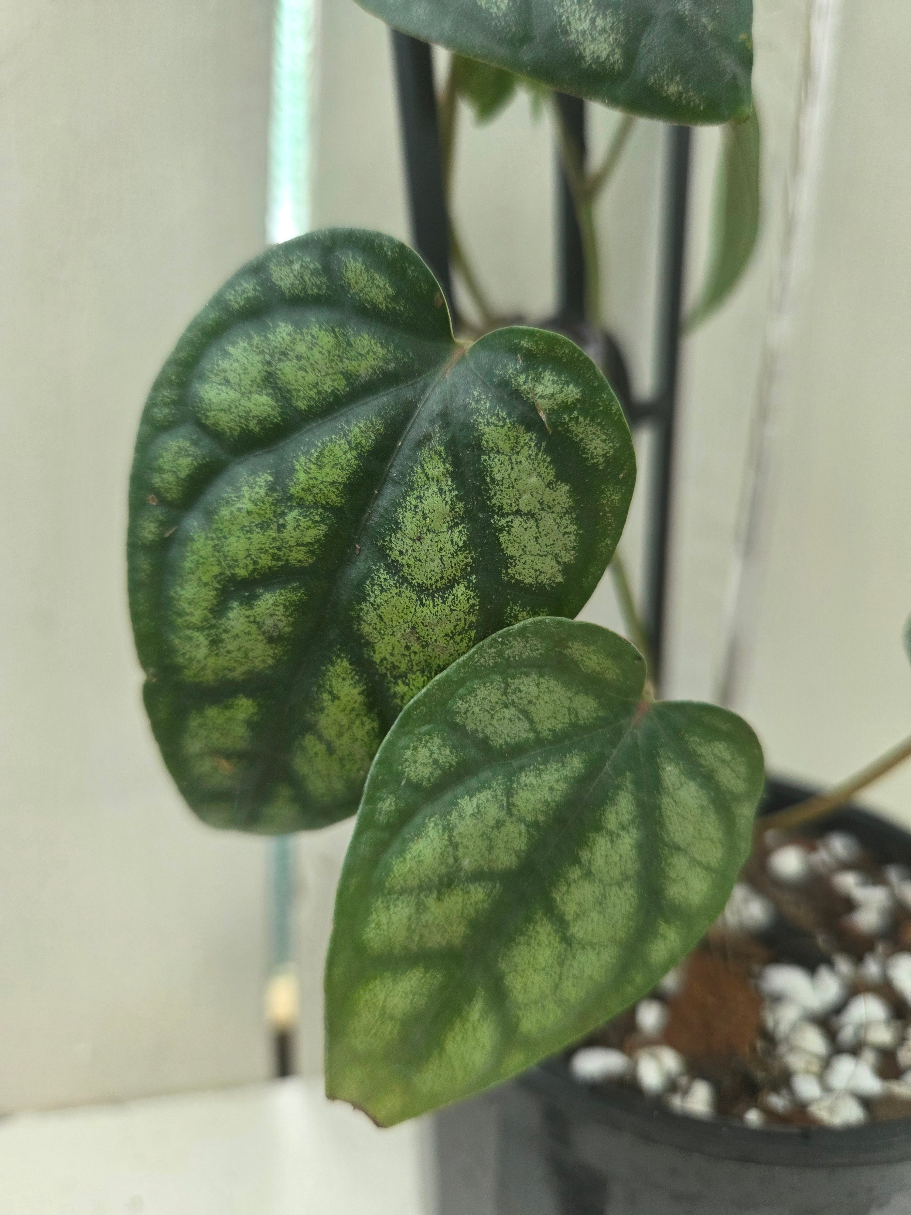 Piper Sylvaticum vine