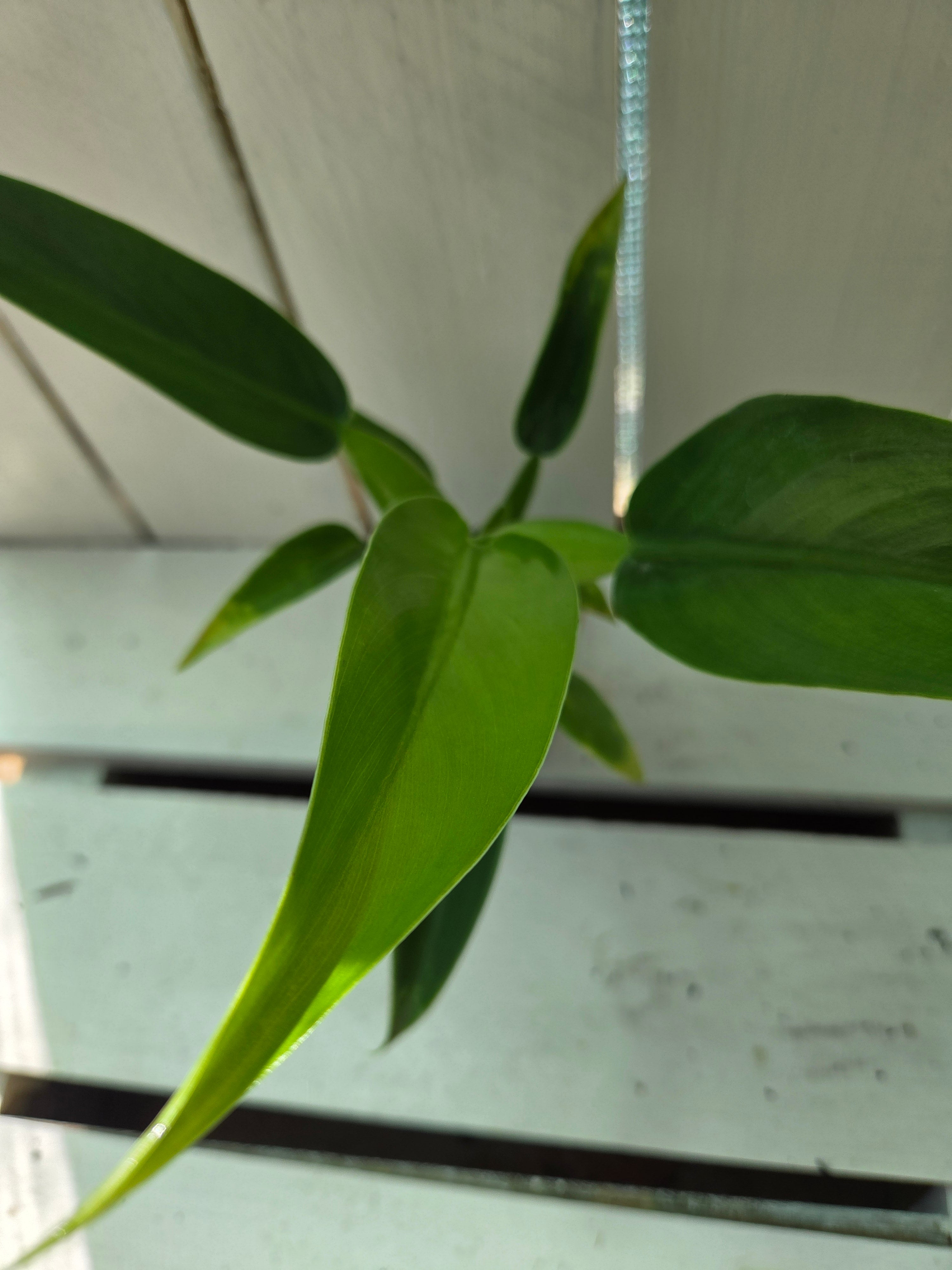 Philodendron martianum 'fat boy'