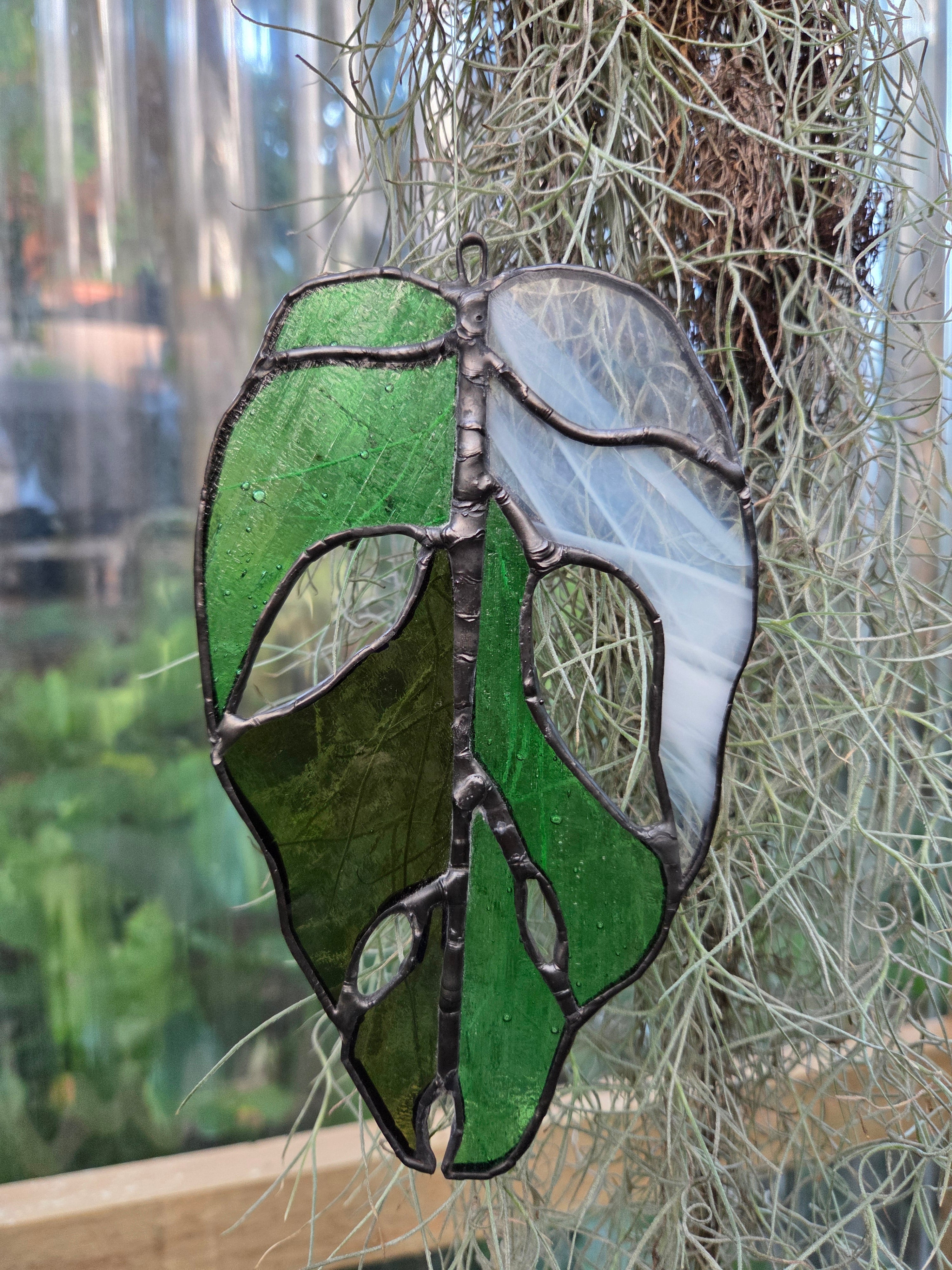 Leadlight / stained glass Variegated Monstera adansonii leaf handcrafted one off piece