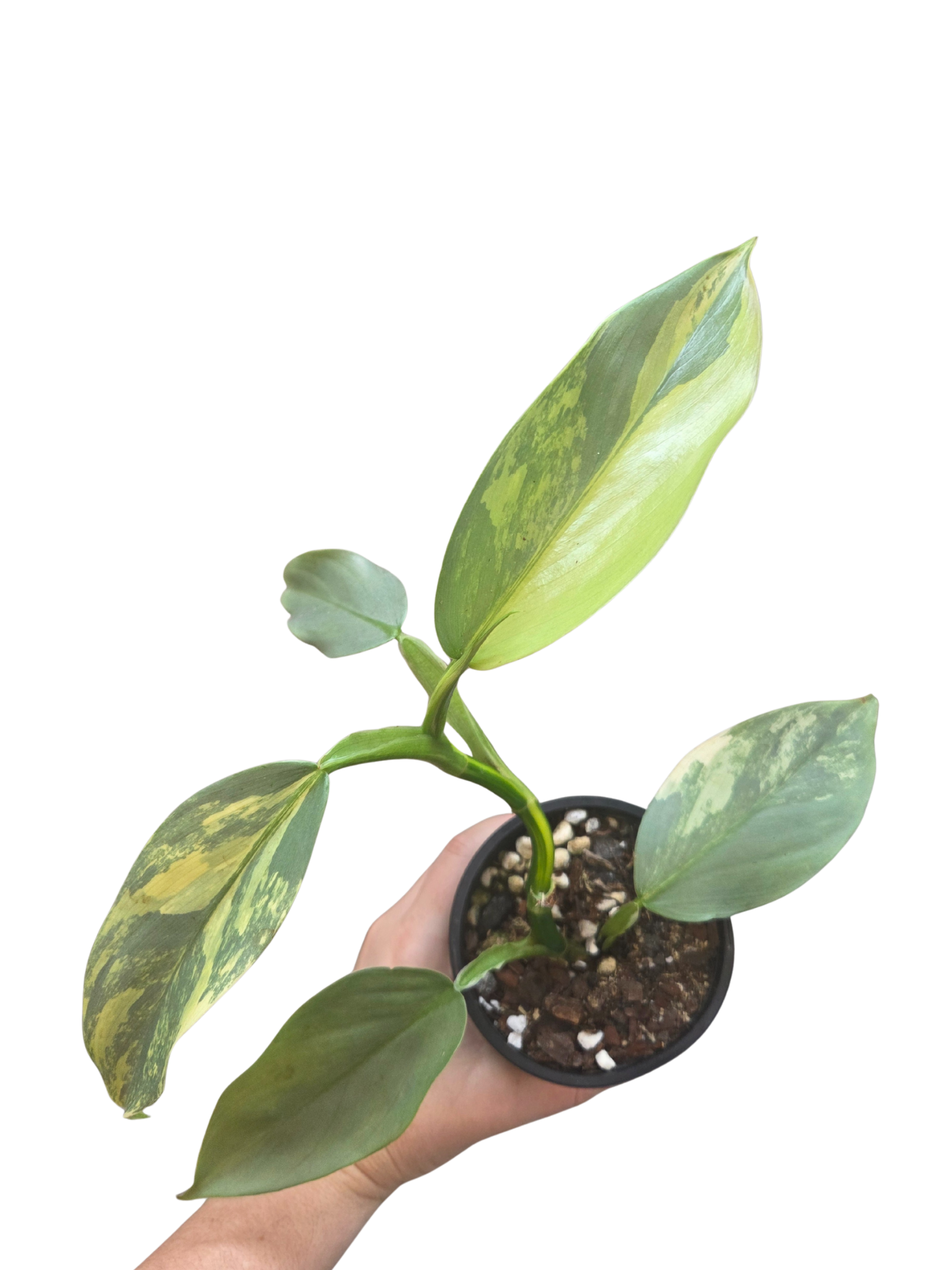 Variegated Philodendron Silver Sword