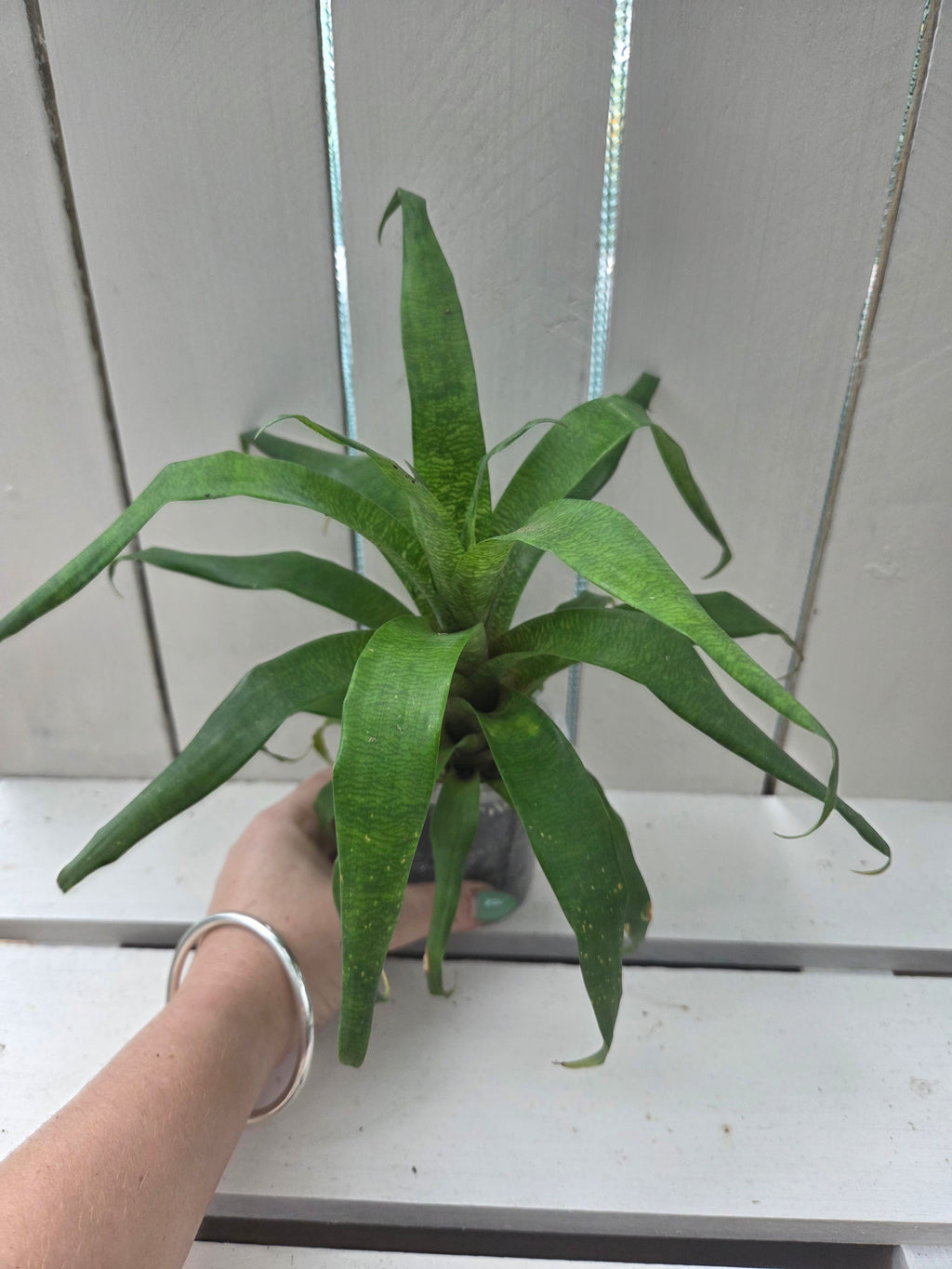 Guzmania subcorymbosa bromeliad