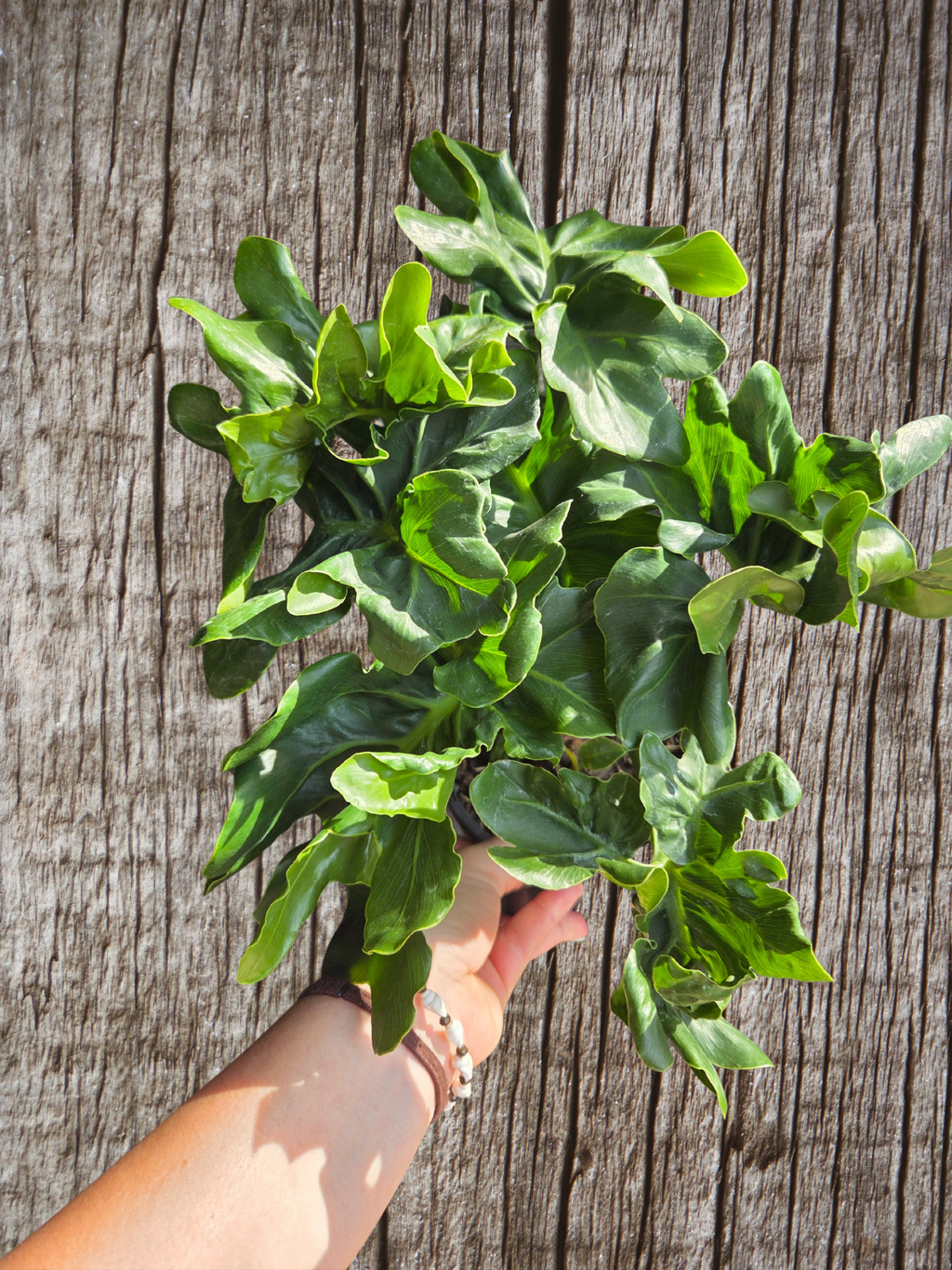 Philodendron super atom