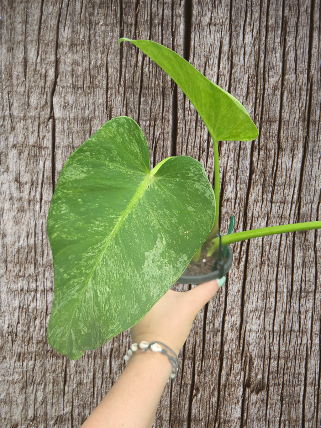 Philodendron blizzard giganteum
