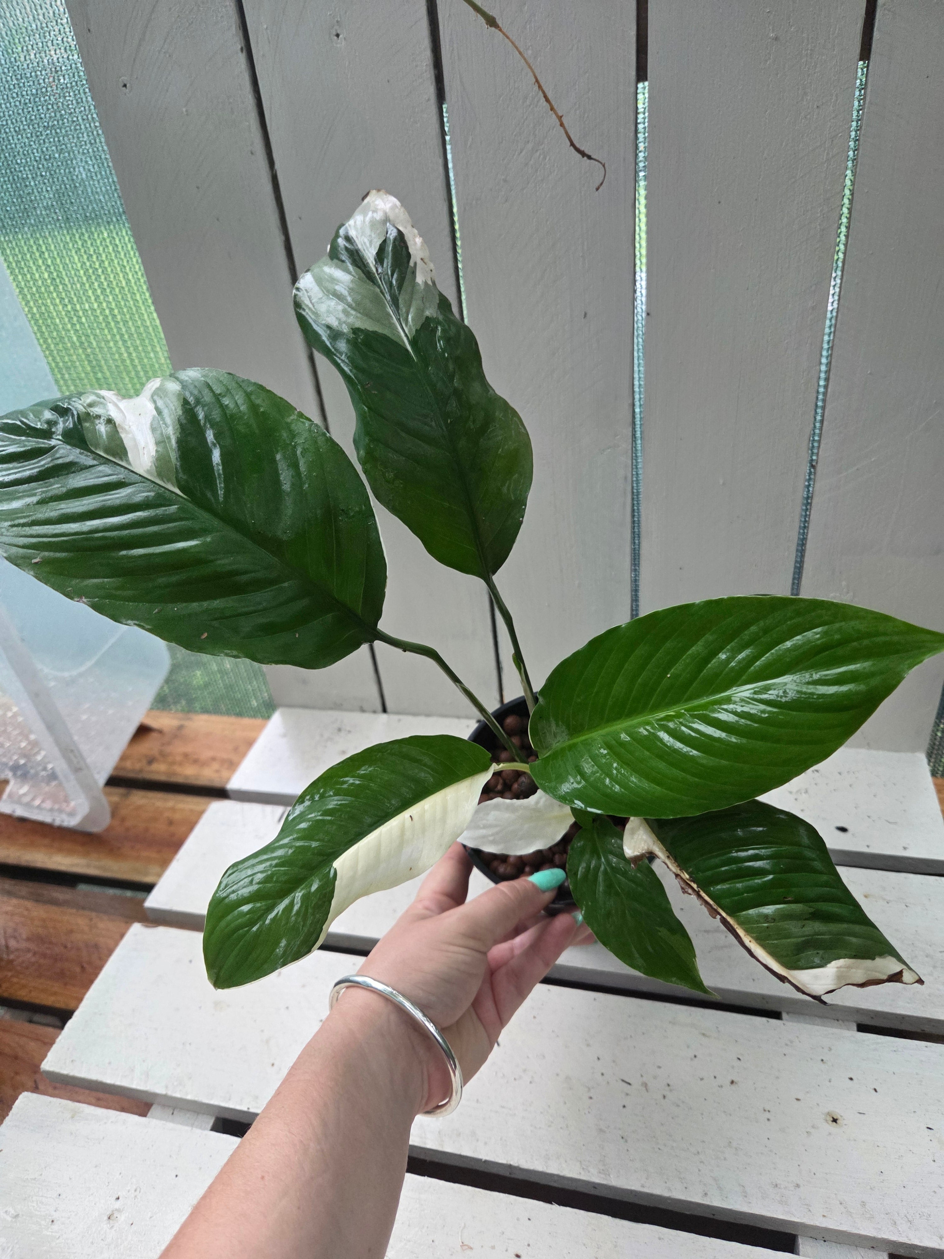 Spathiphyllum Picasso ‘Variegated Peace Lilly’