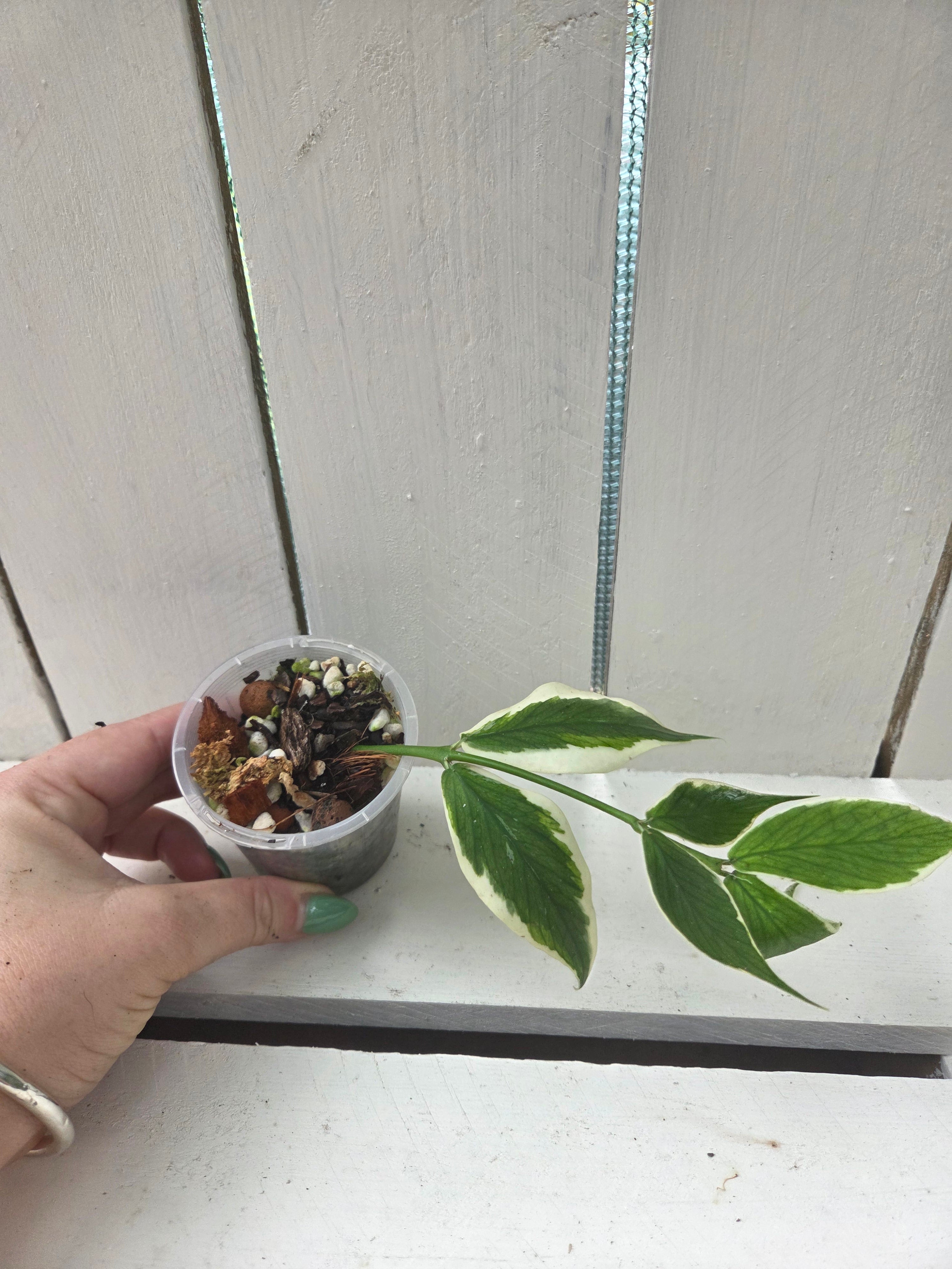 Hoya Polyneura "fish tail" outta variegatea