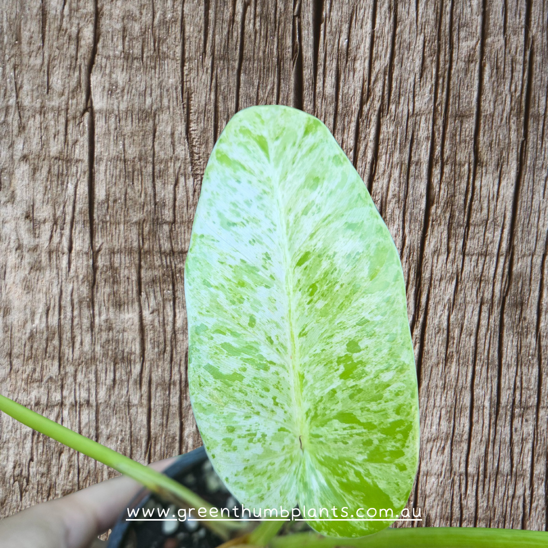 Philodendron blizzard giganteum