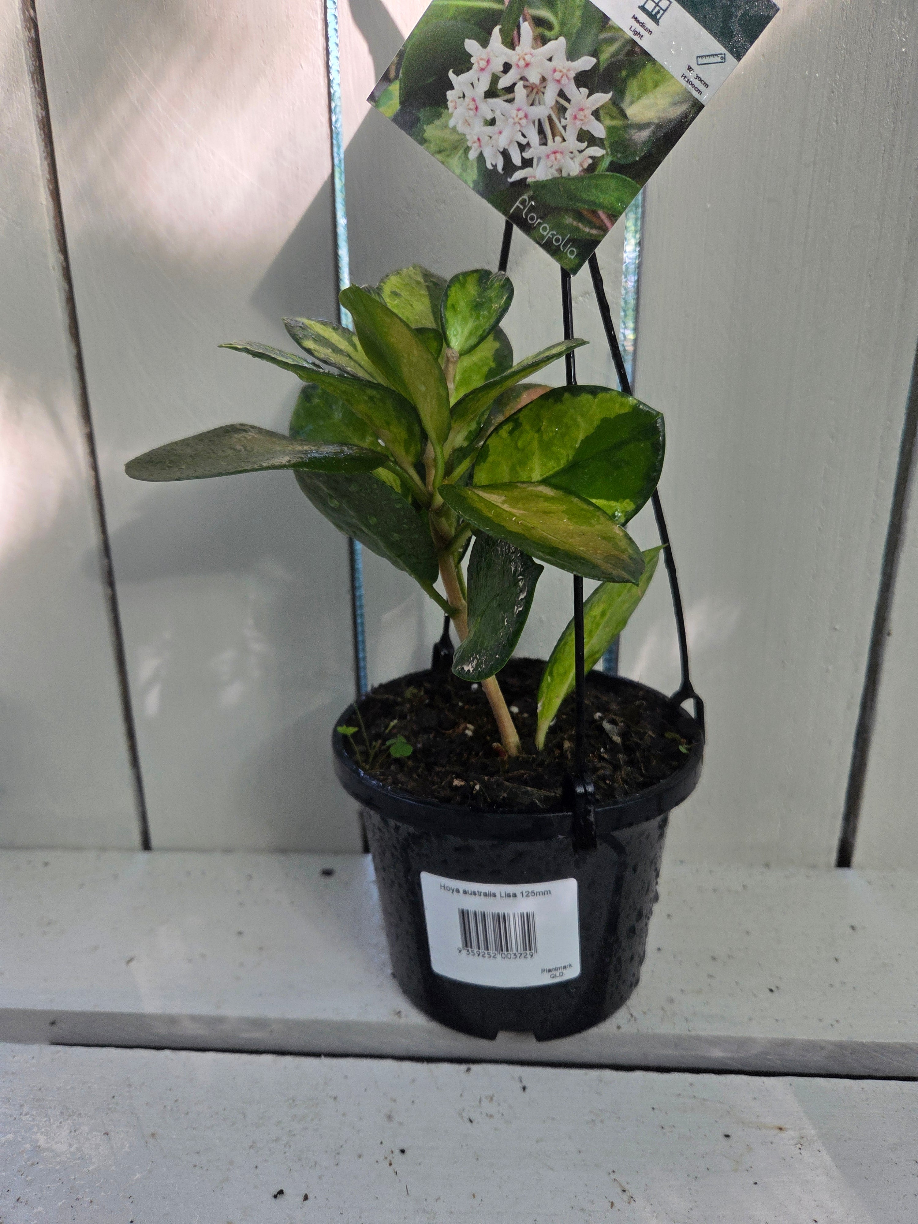 Hoya Australis Variegata 'Lisa' plant