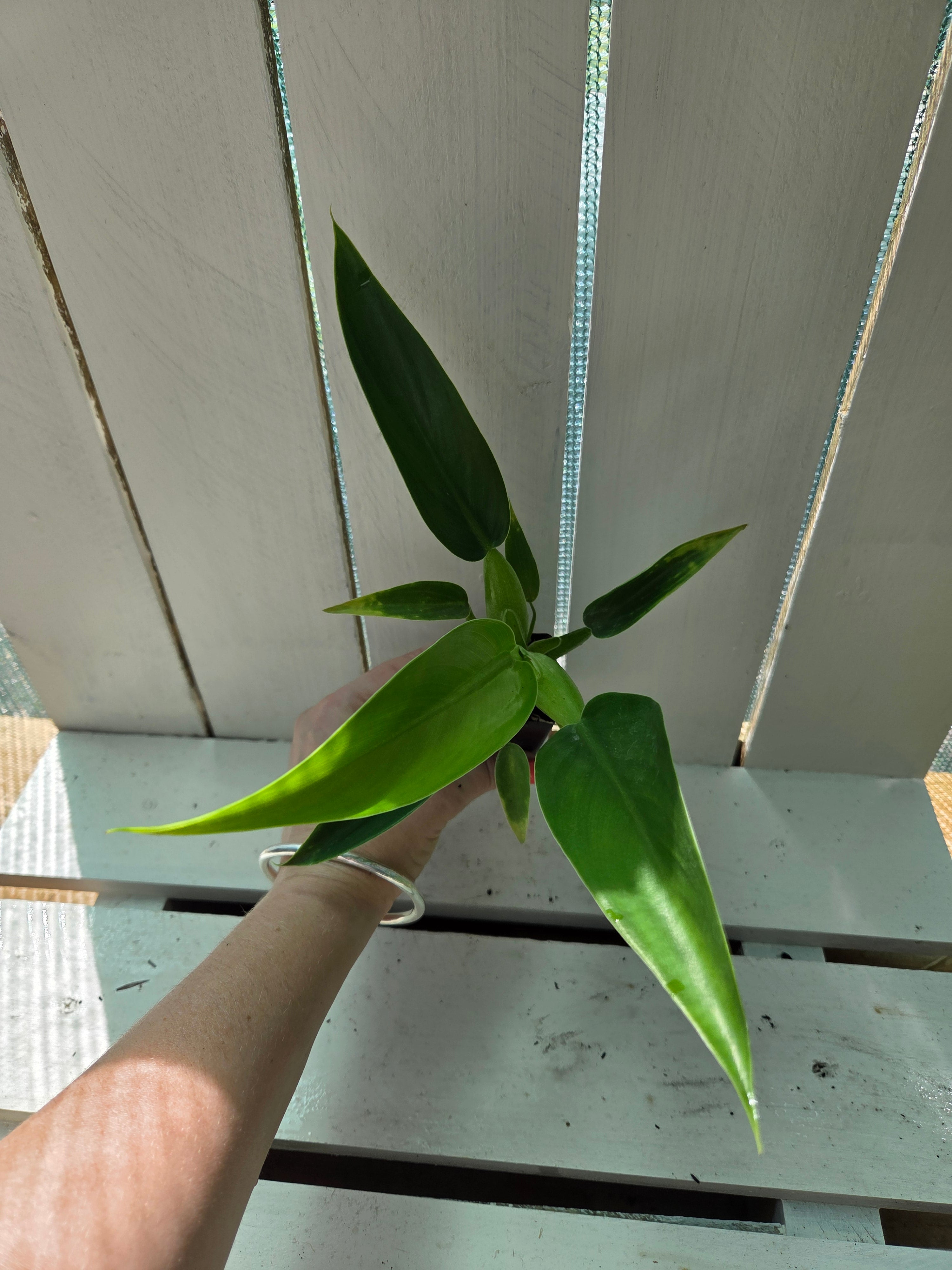 Philodendron martianum 'fat boy'
