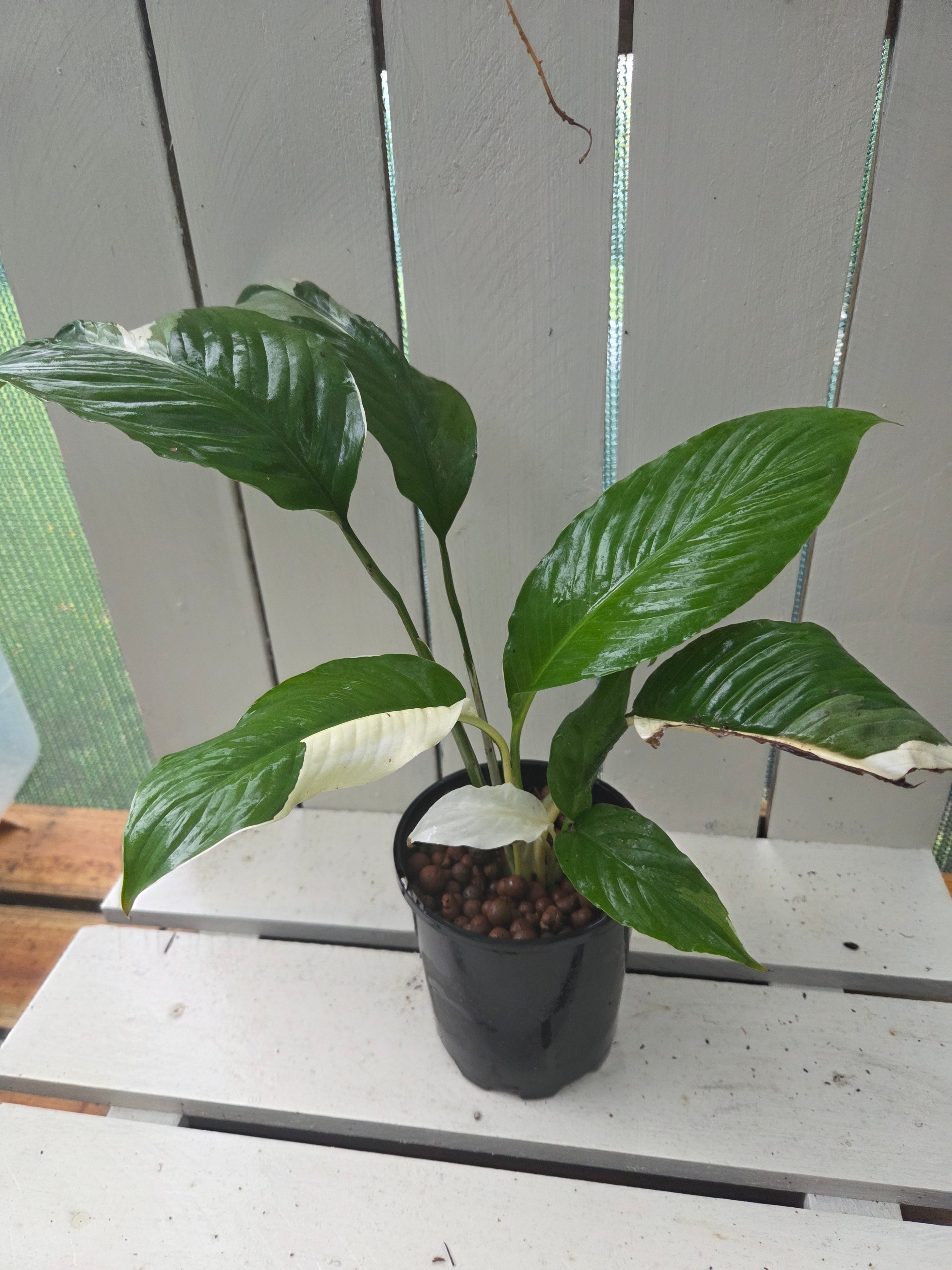 Spathiphyllum Picasso ‘Variegated Peace Lilly’
