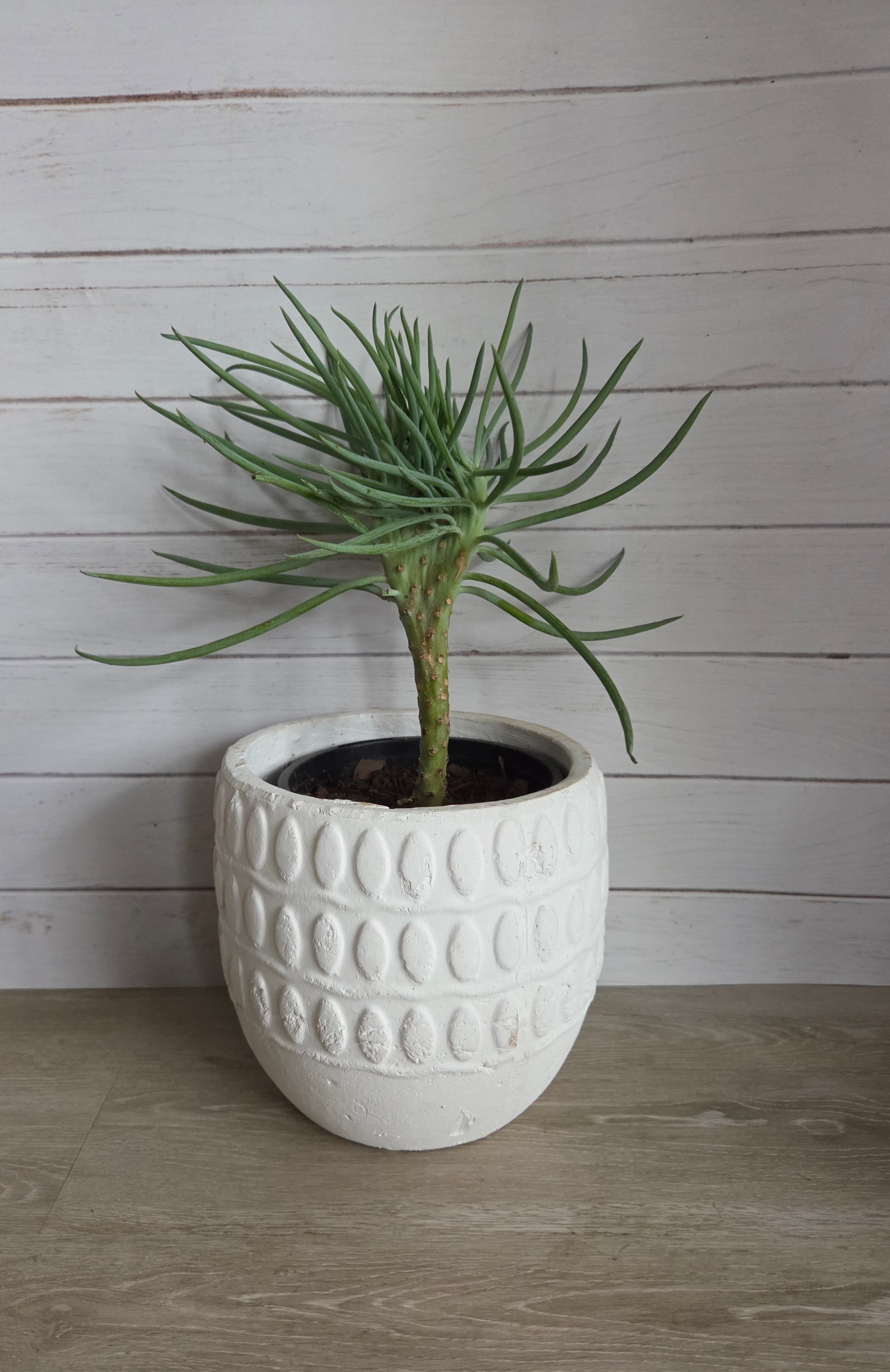 Crested Senecio Talinoides - Narrow Leaf aka Mermaid Tail Succulent