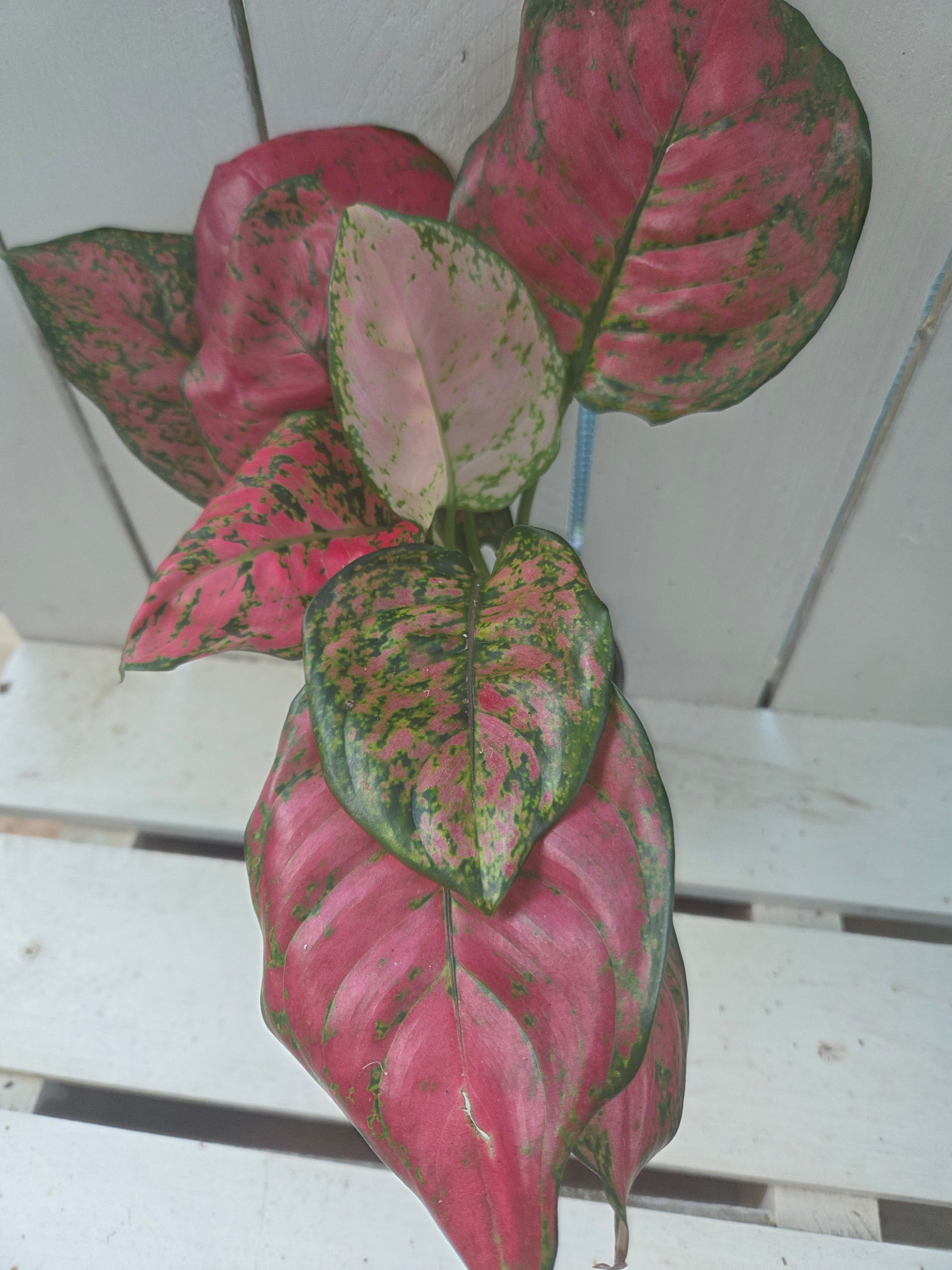 Aglonema Lady Valentine 💝