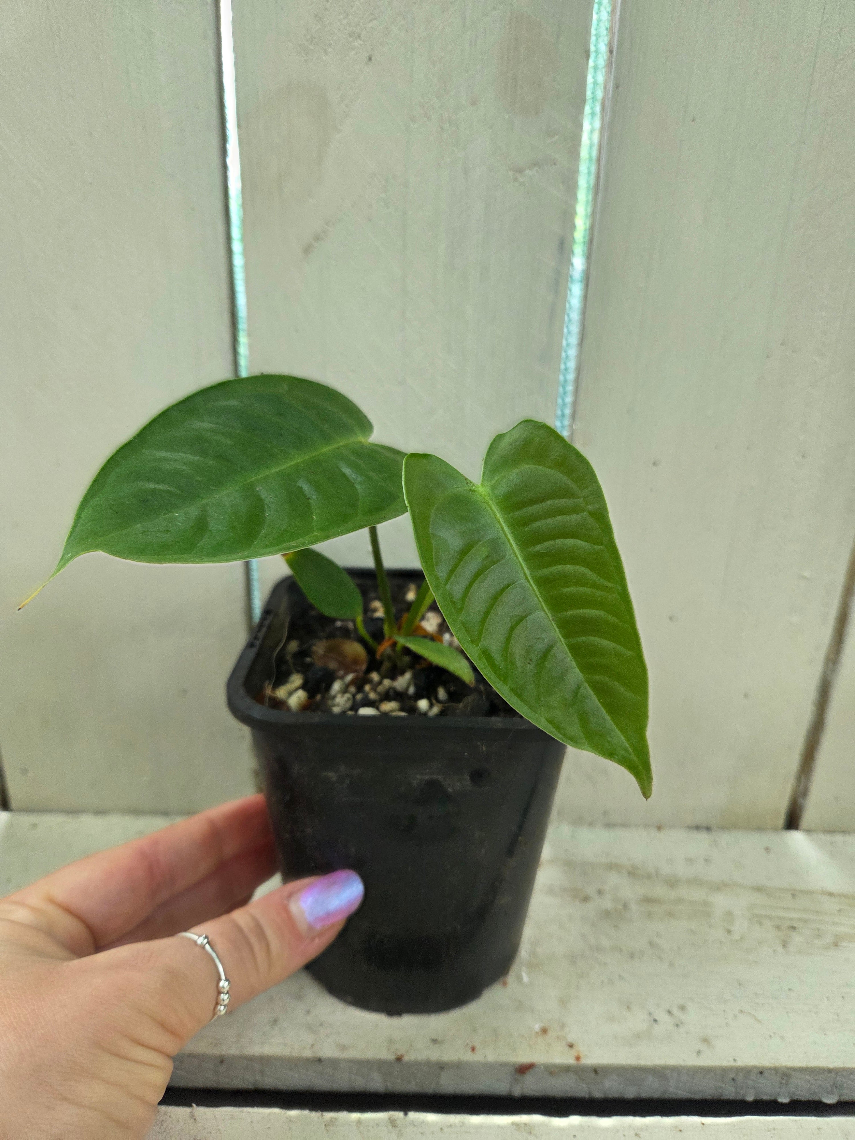 Anthurium Veitchii Narrow form