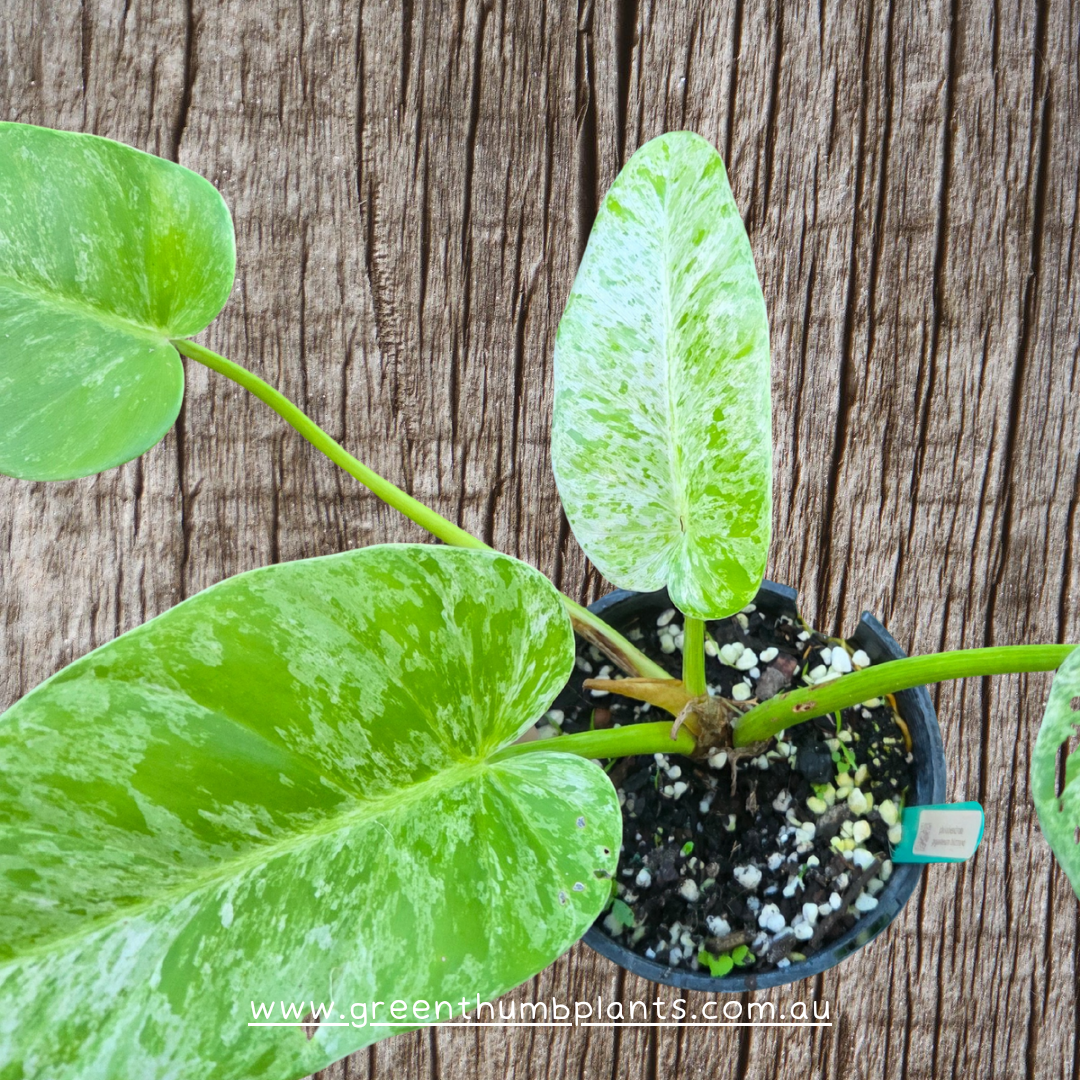 Philodendron blizzard giganteum