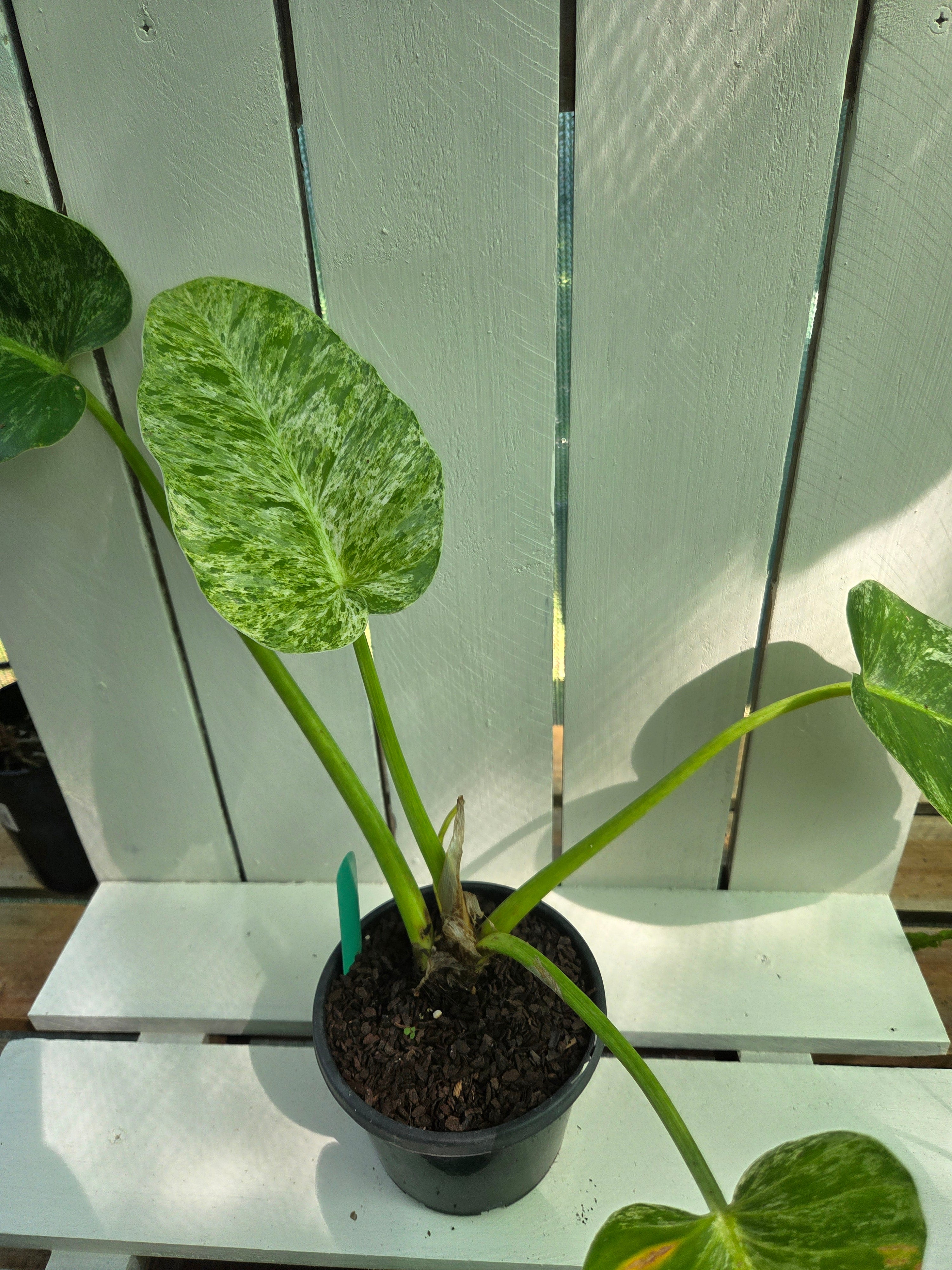 Philodendron blizzard giganteum