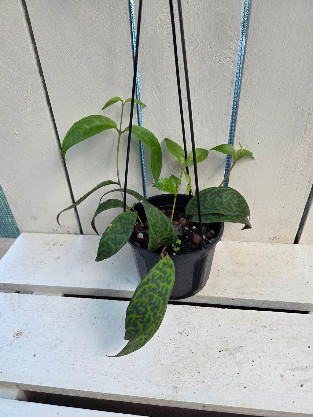 Aeschynanthus Longicaulis 'Black Pagoda Lipstick Plant'