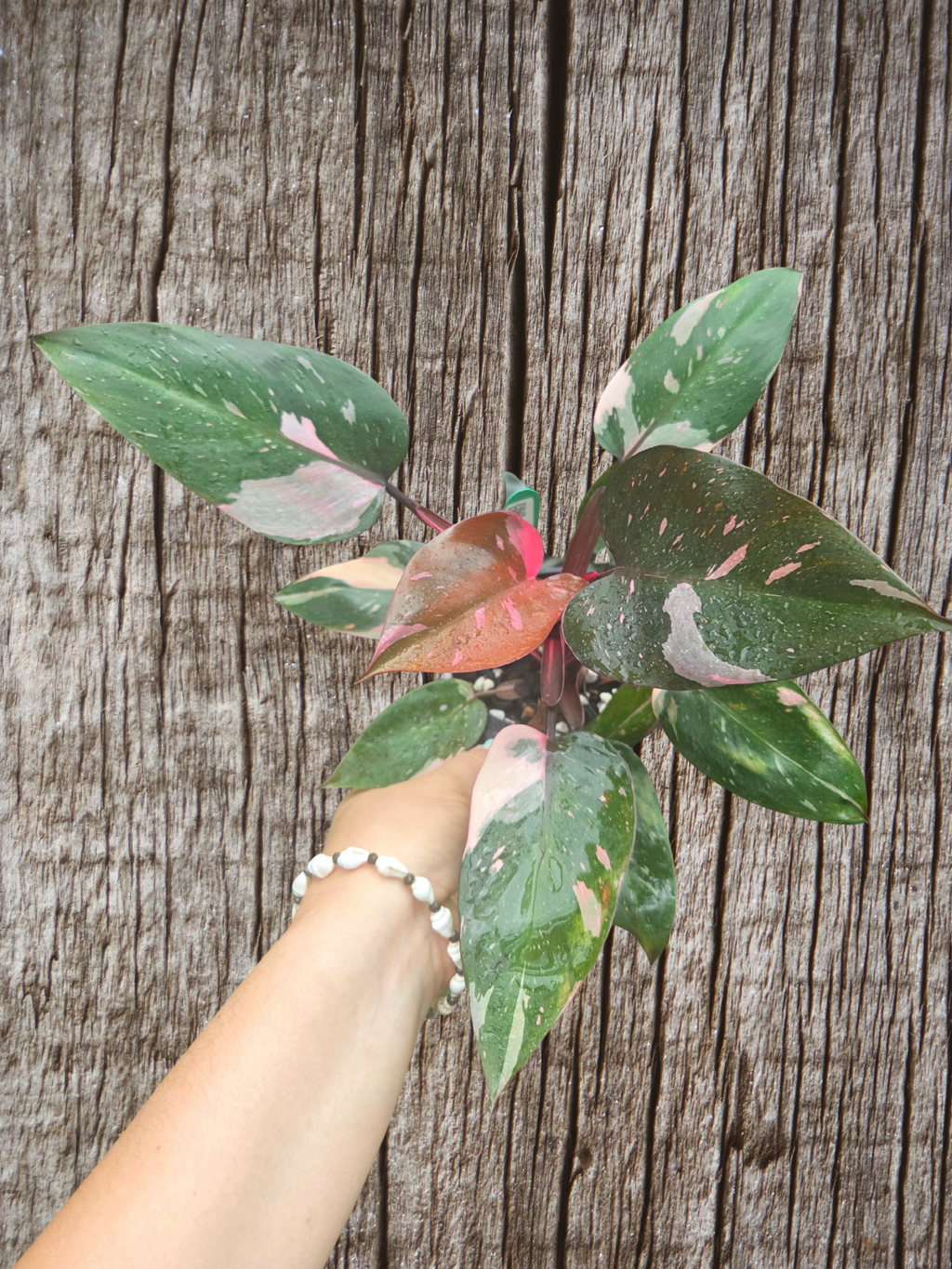 Philodendron pink Princess
