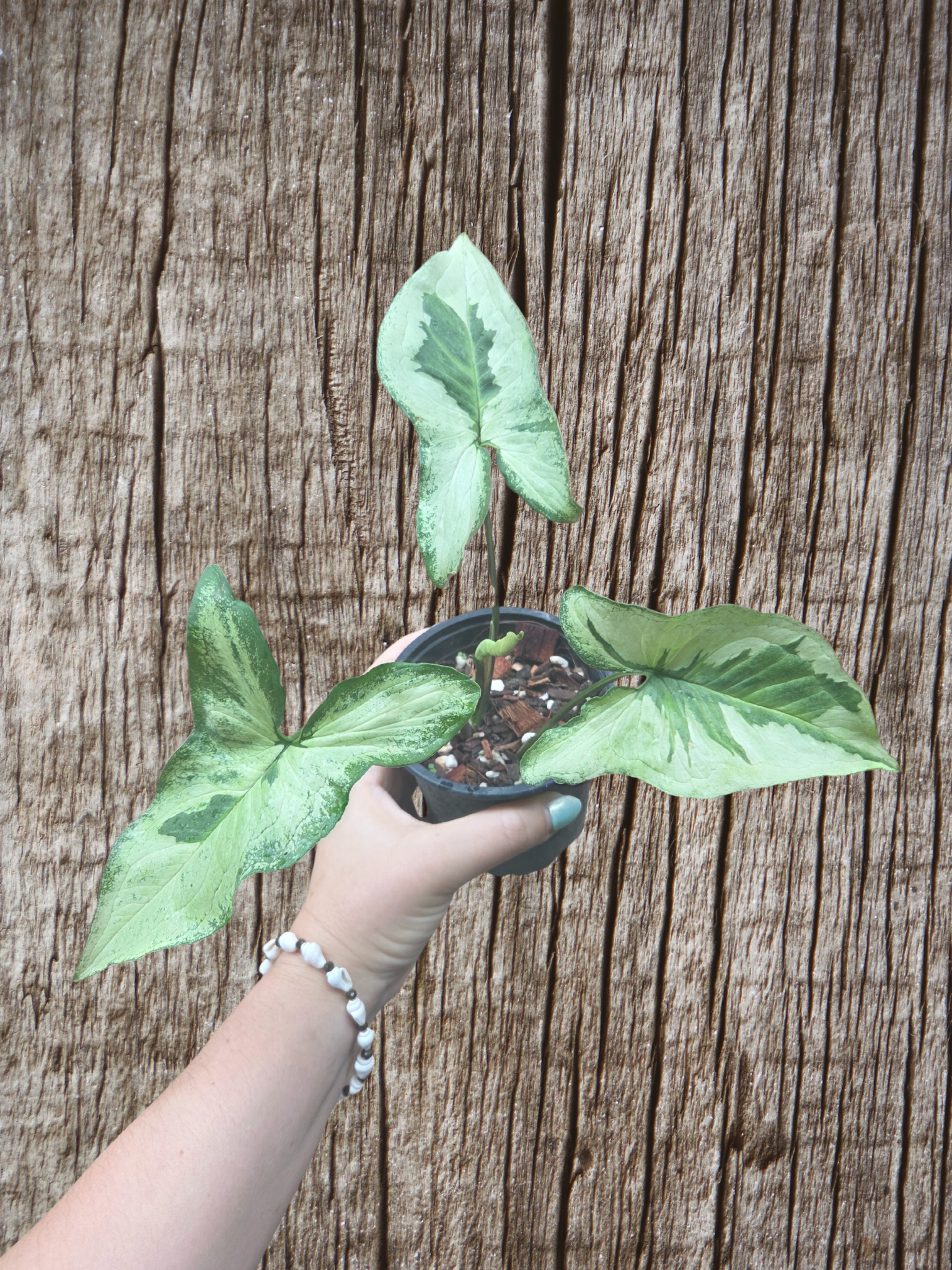 Syngonium three (3) kings