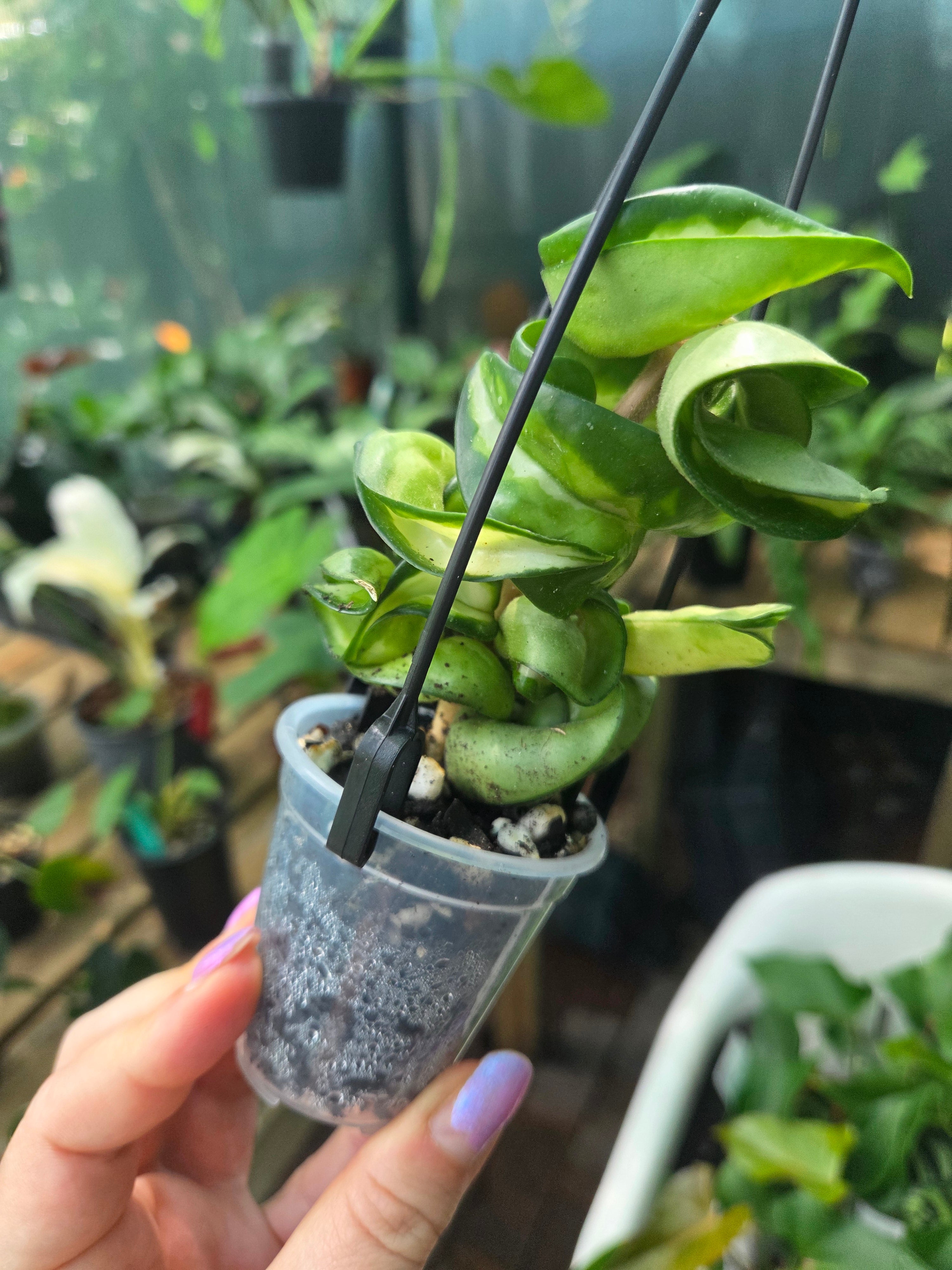 Hoya compacta inside variegation aka Indian Rope Variegata