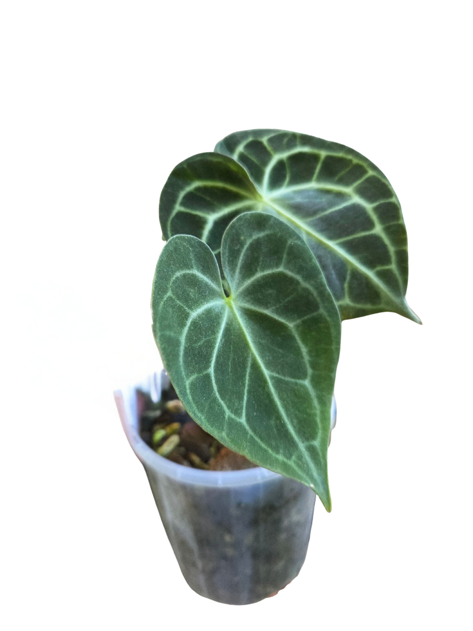Anthurium clarinervium