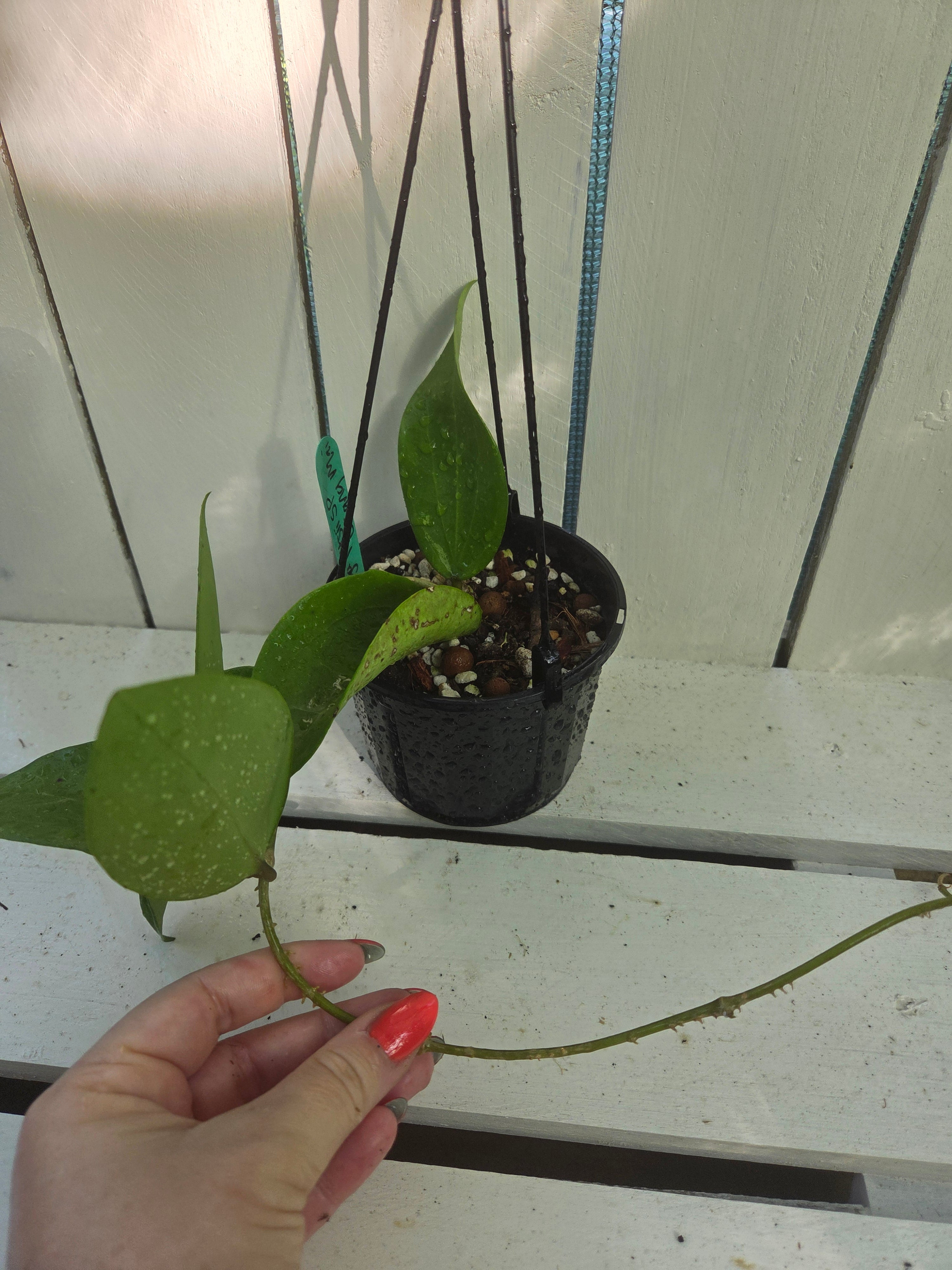 Hoya Pottsii 'Chiang Mai' plant