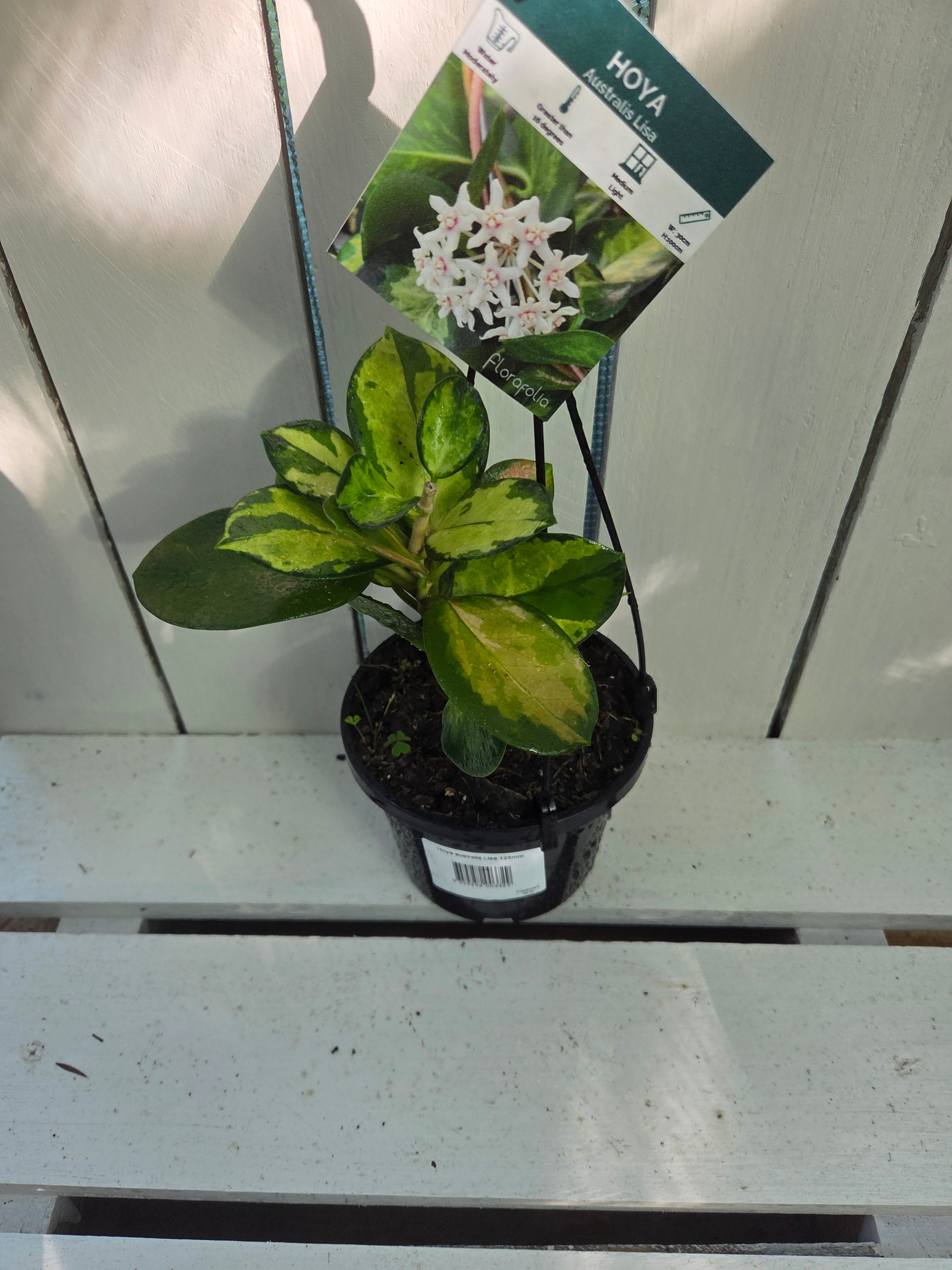 Hoya Australis Variegata 'Lisa' plant