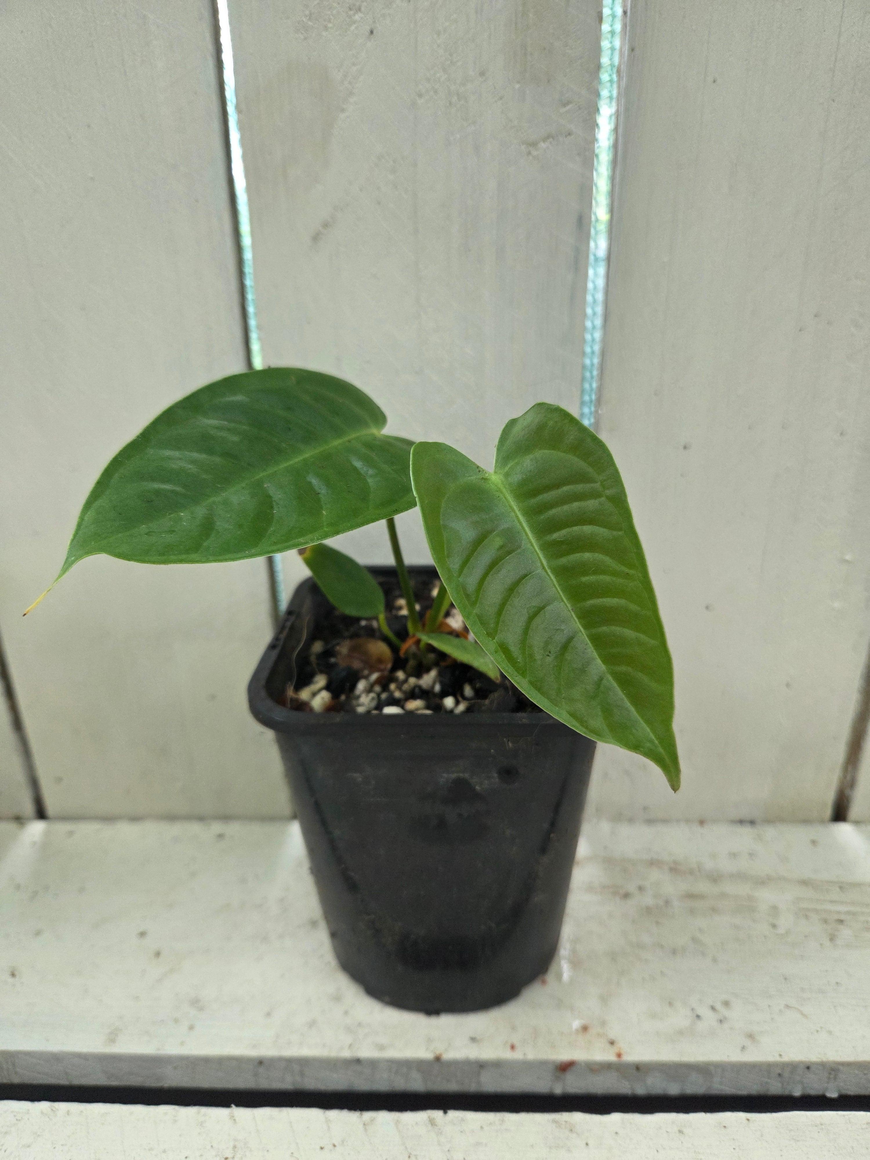 Anthurium Veitchii Narrow form