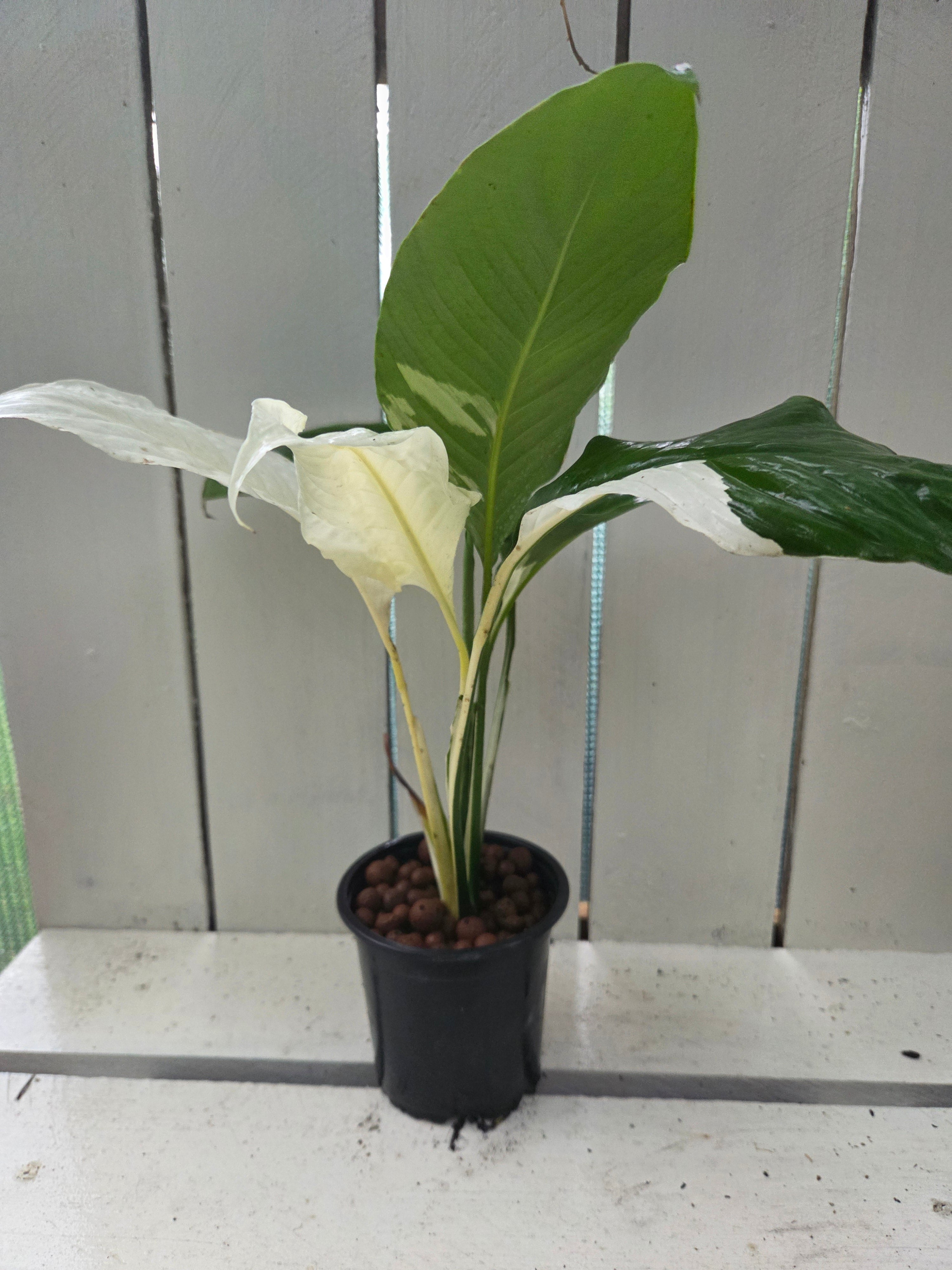 Spathiphyllum Picasso ‘Variegated Peace Lilly’