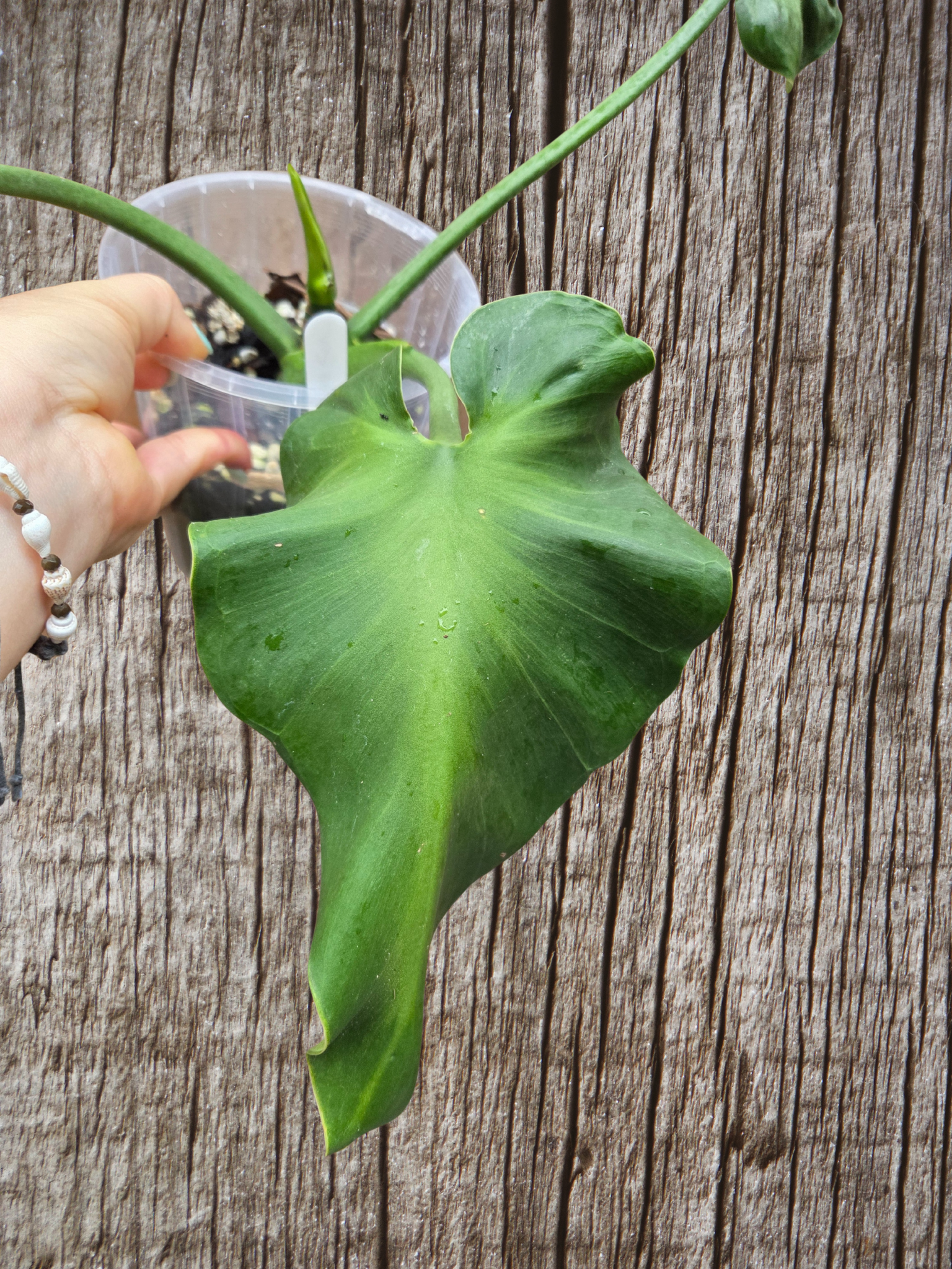 Philodendron Rugosum aberrant form aka Sows Ear