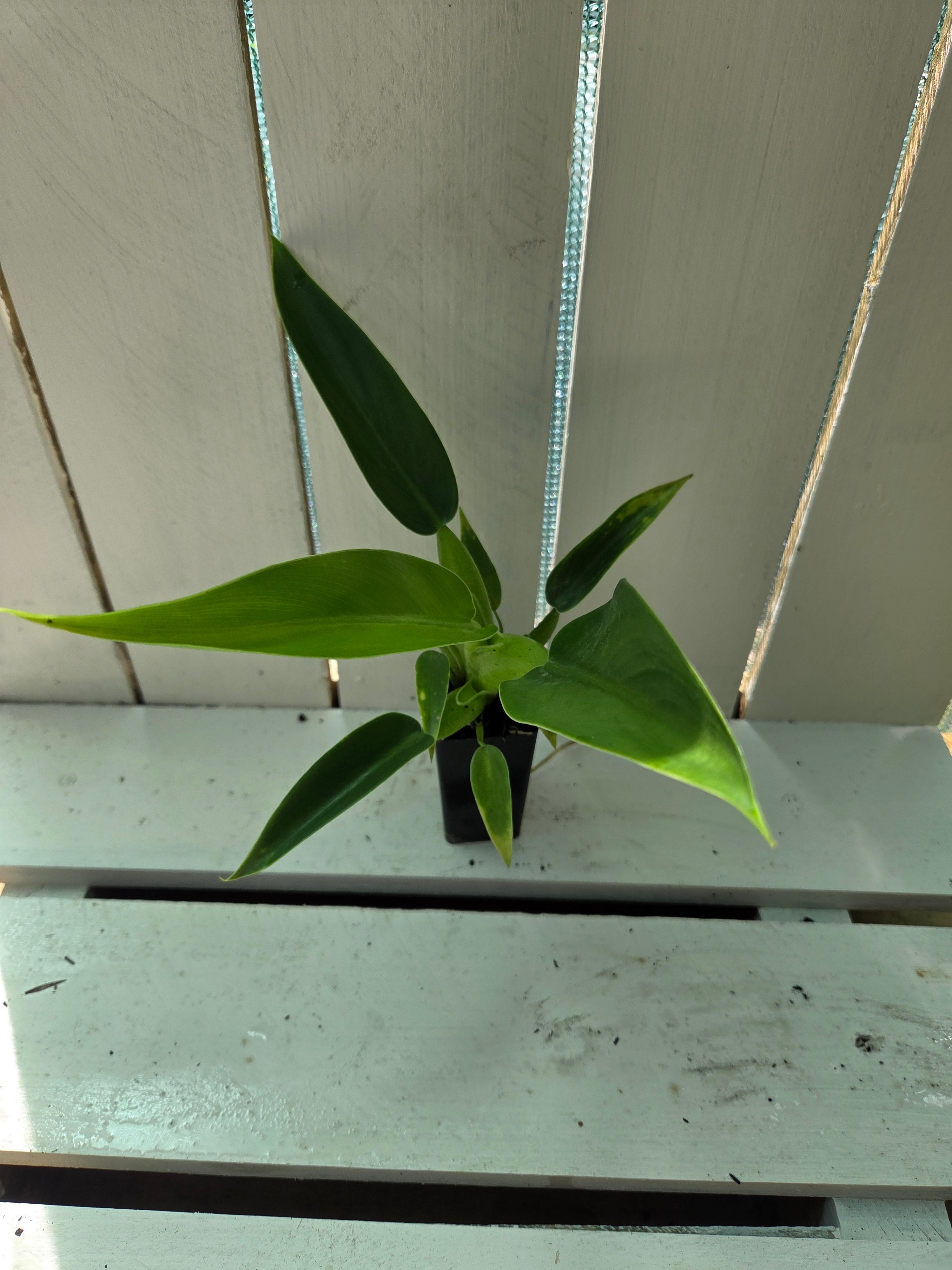 Philodendron martianum 'fat boy'