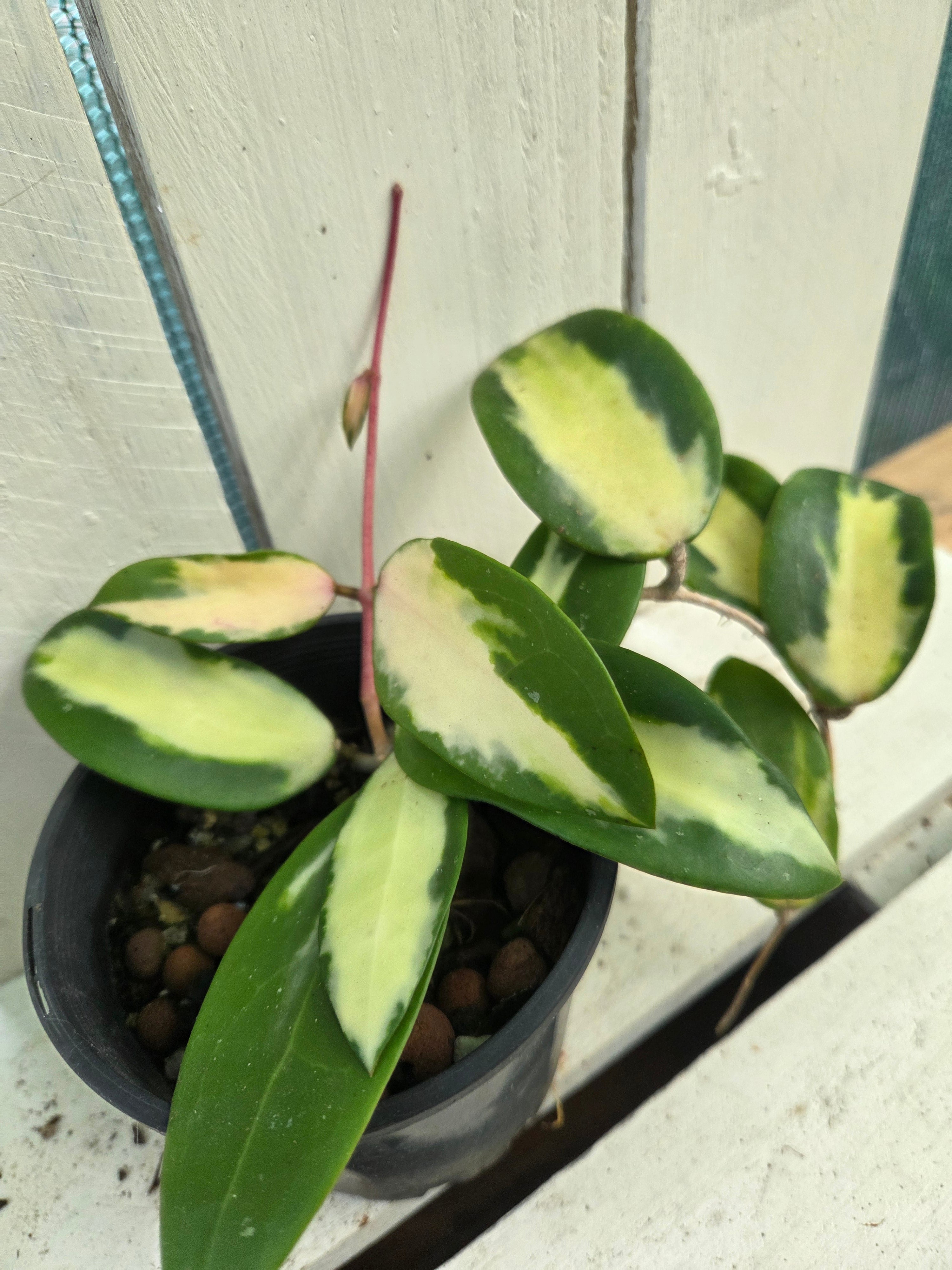 Hoya acuta variegata inner variegation