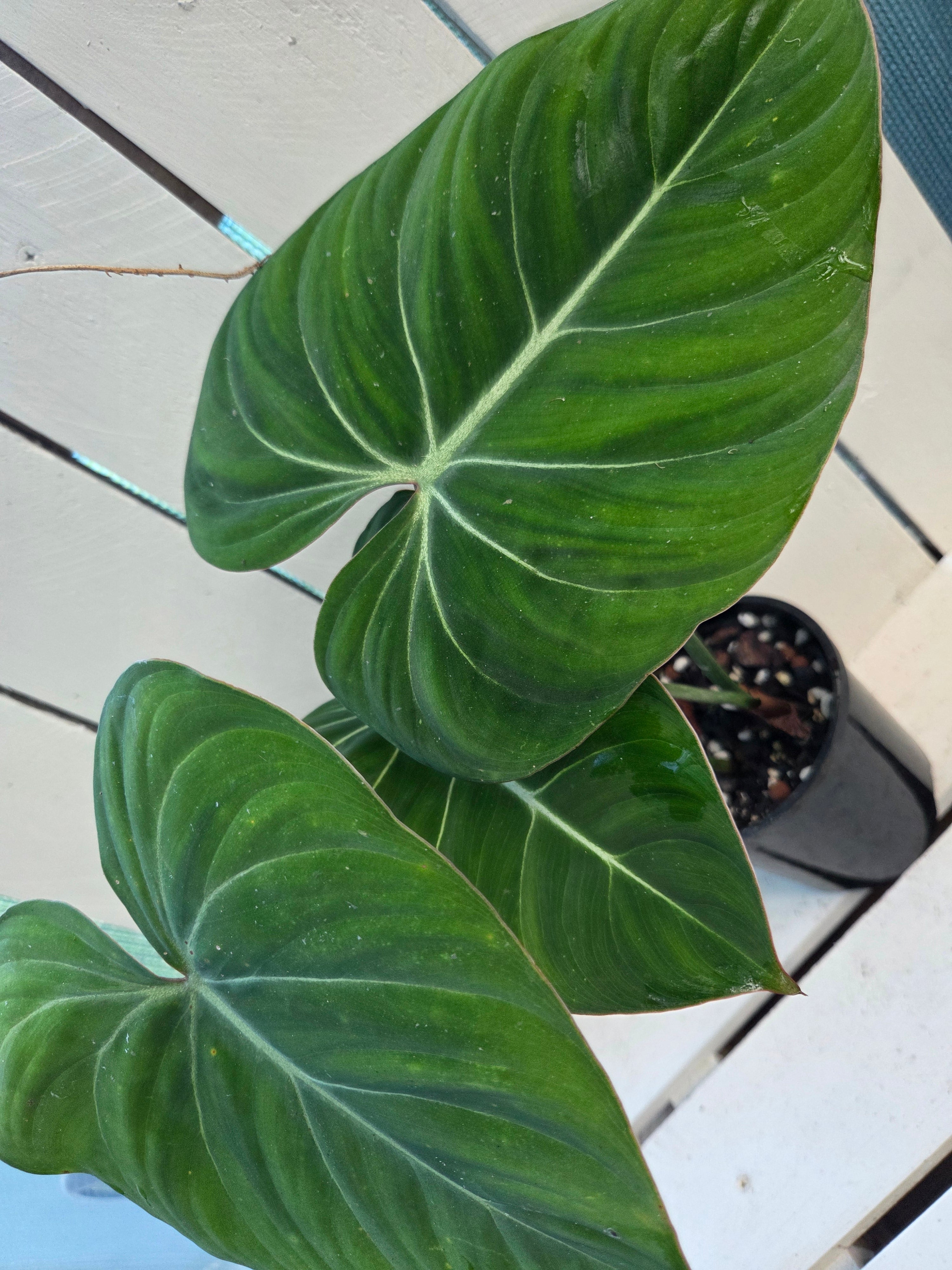 Philodendron Gloriosum