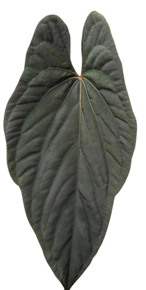 LAST ONE ~ Anthurium Dressleri pure- MP Lineage