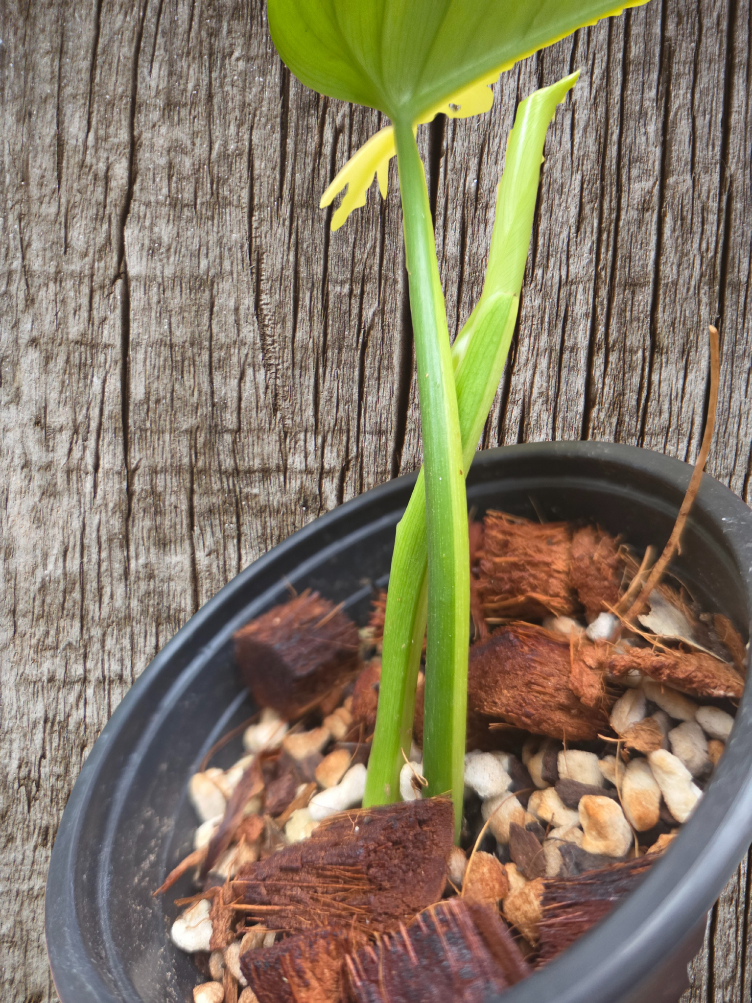 Philodendron bipennifolium variegata / variegated