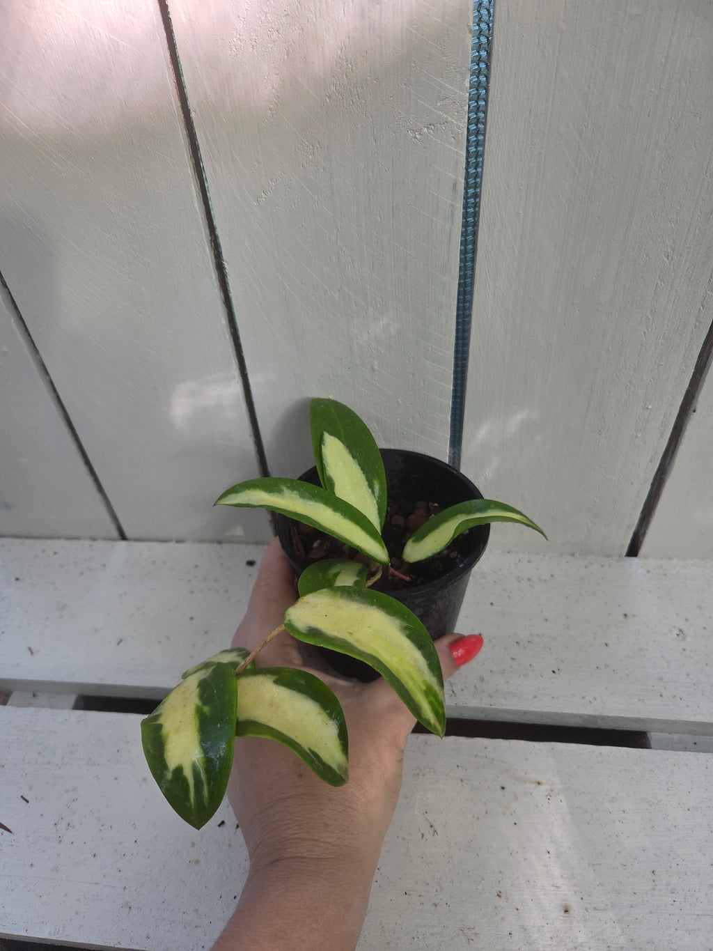 Hoya acuta variegata inner variegation