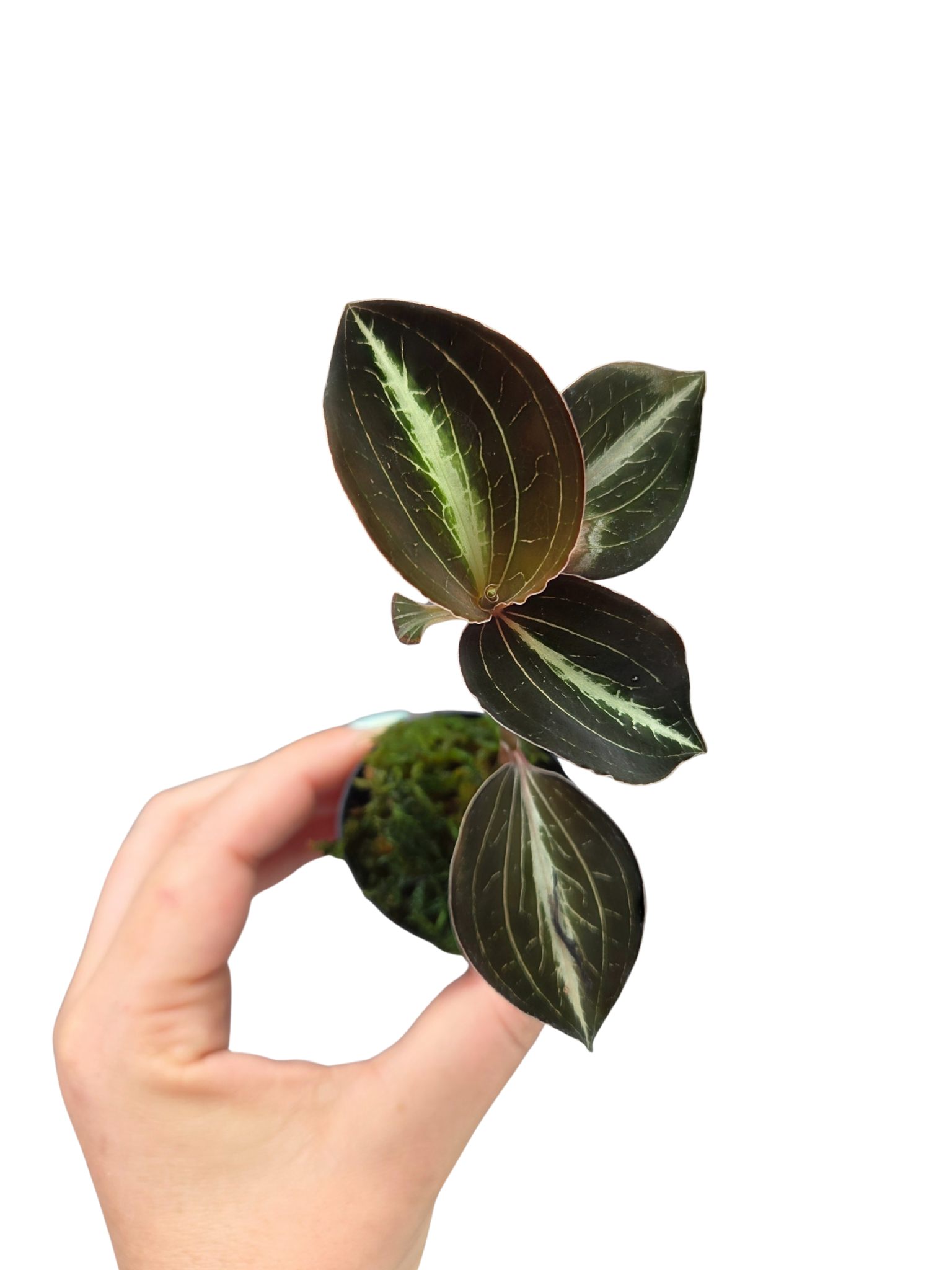 Anoectochilus Siamensis

Jewel Orchid Species