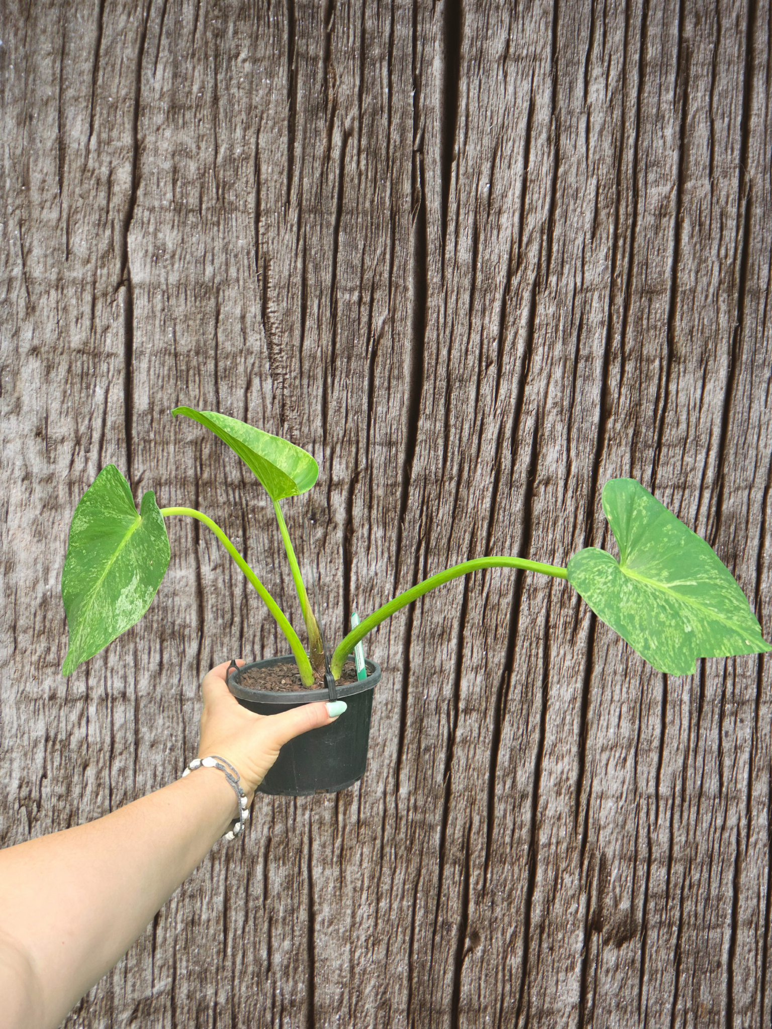Philodendron blizzard giganteum