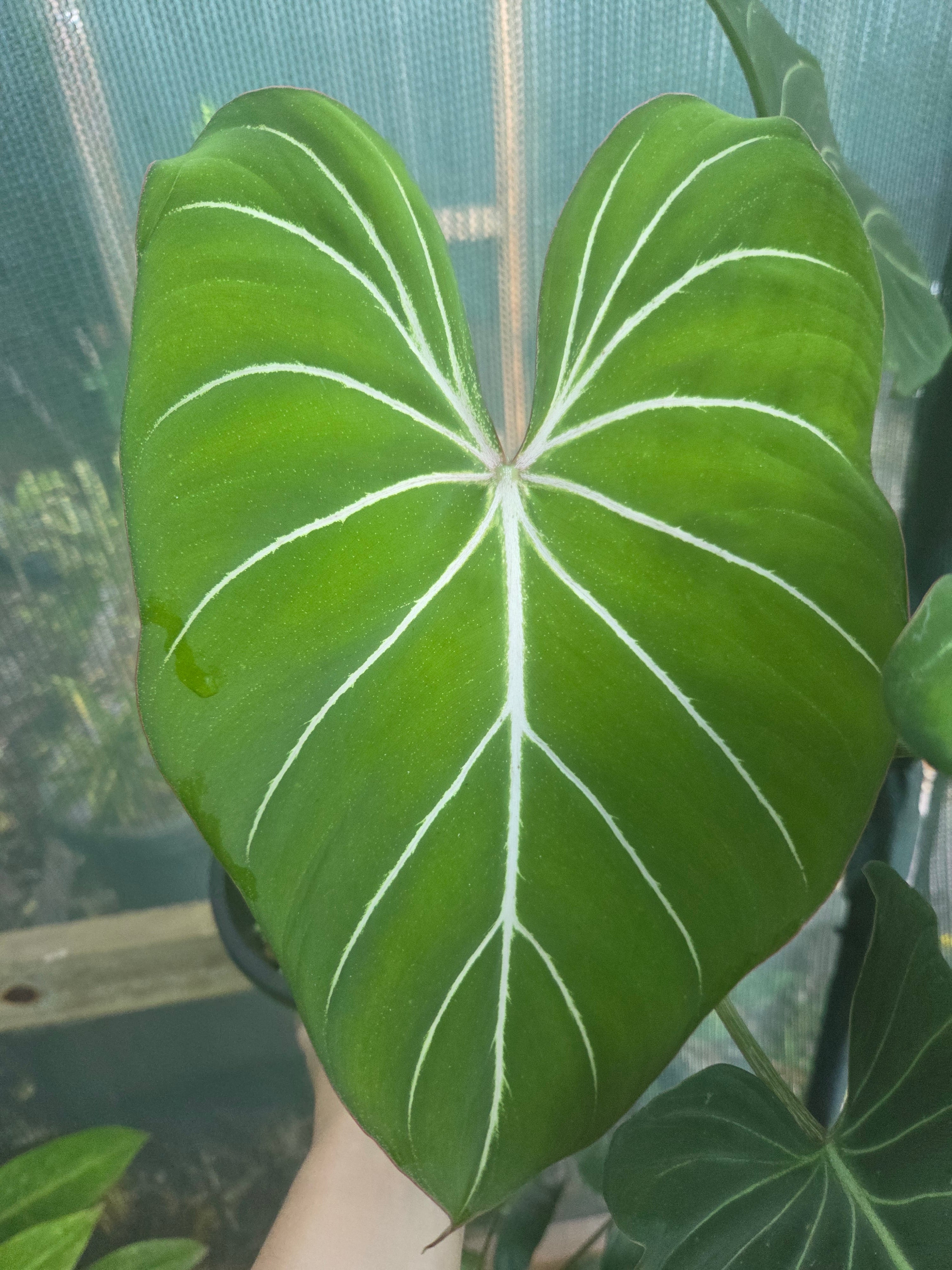 Philodendron Gloriosum "White Veins" huge plant!