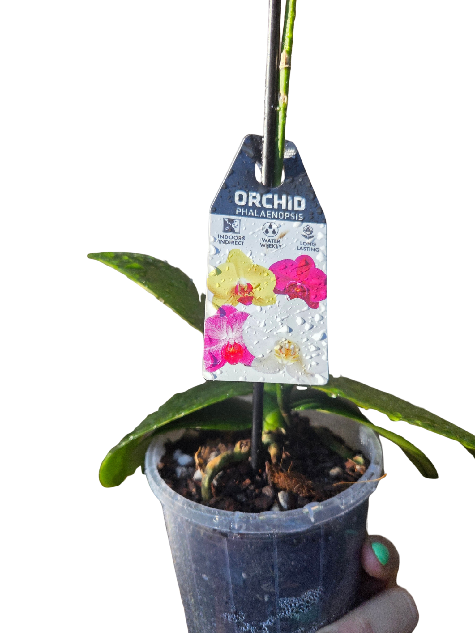 Phalaenopsis Orchids lucky dip!