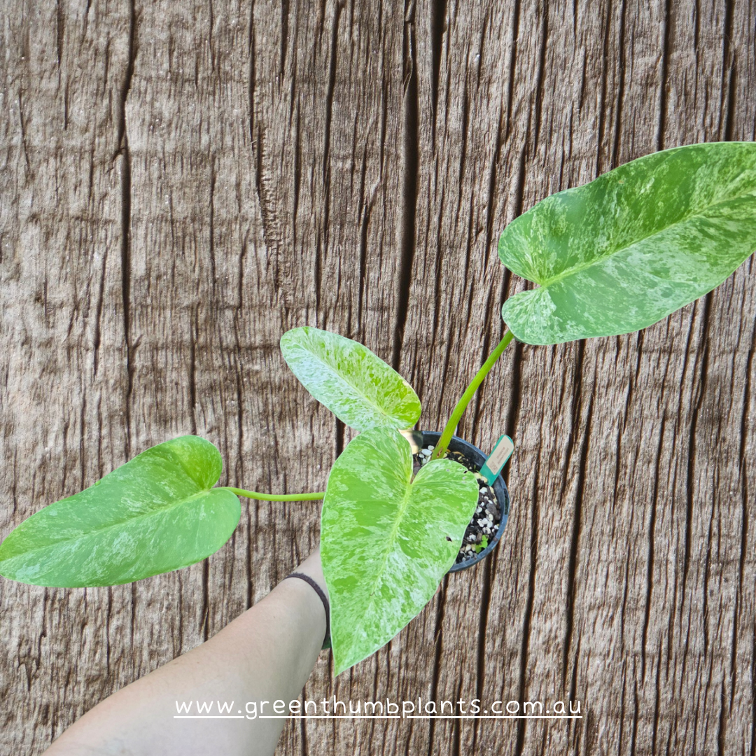 Philodendron blizzard giganteum