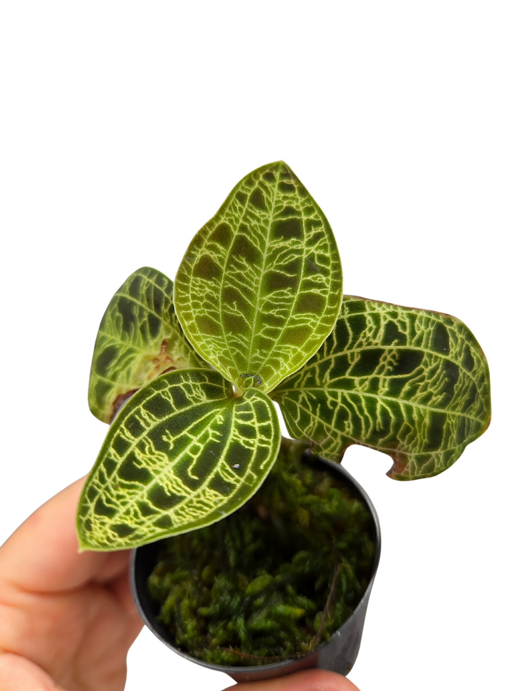 Macodes petola 'Light Leaf'

Jewel Orchid Species